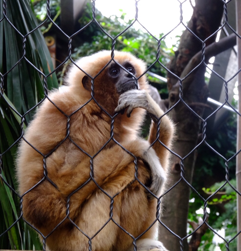 Riflessioni sulla libertà perduta