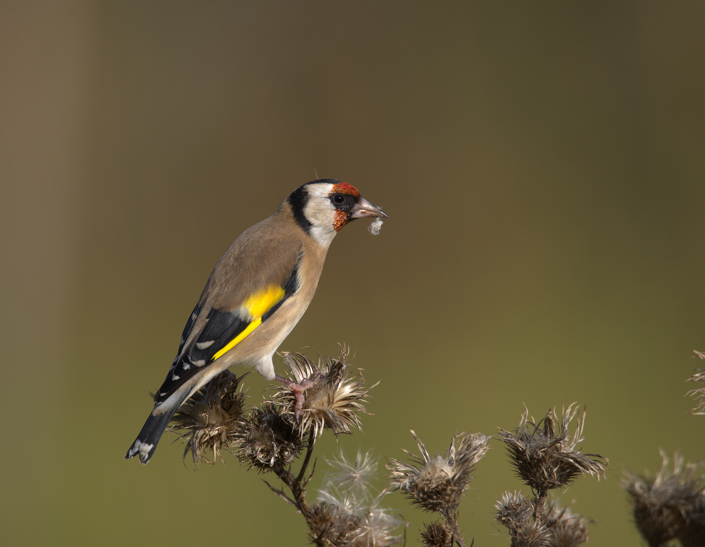 Goldfinch