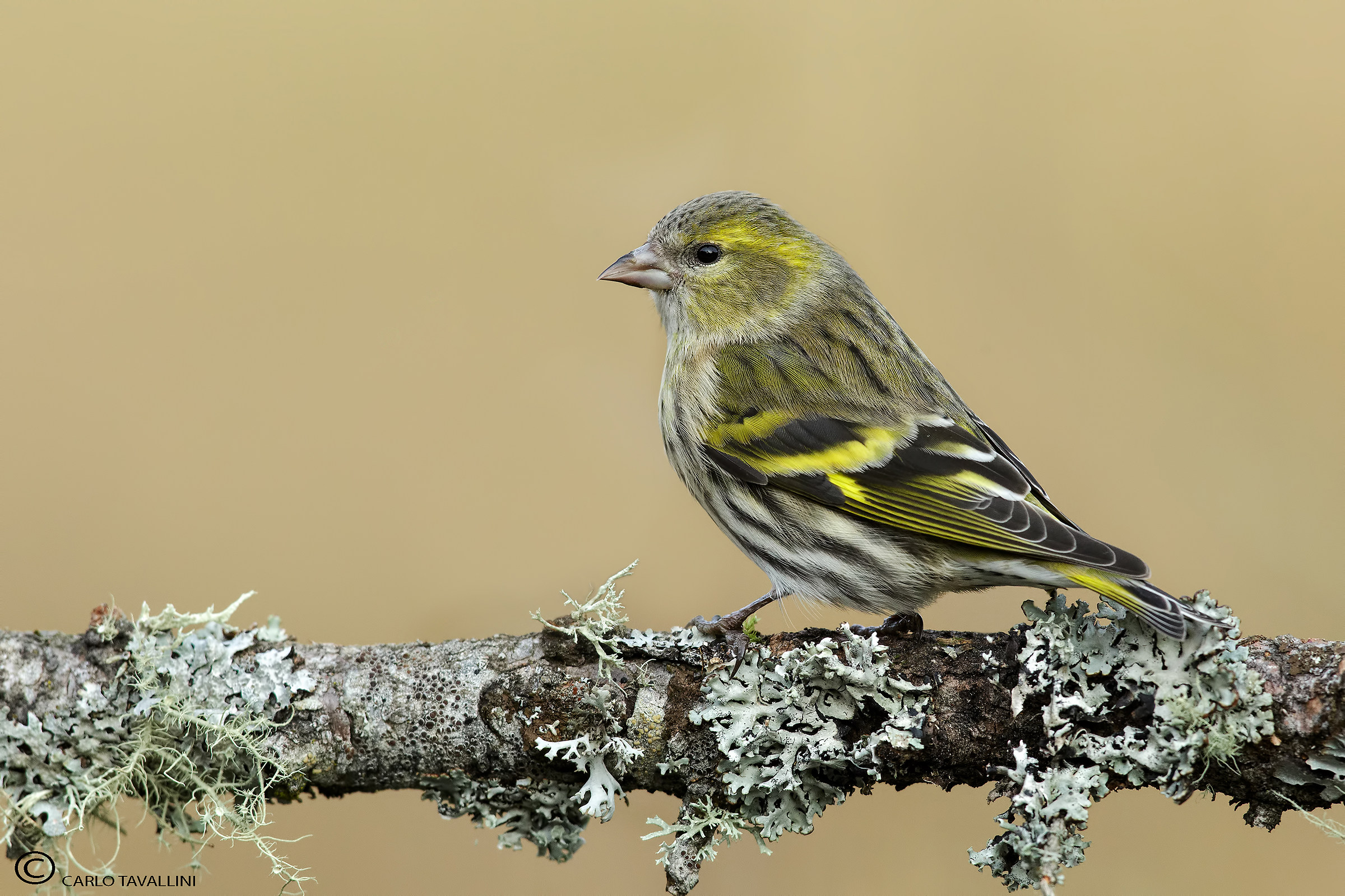 Siskin