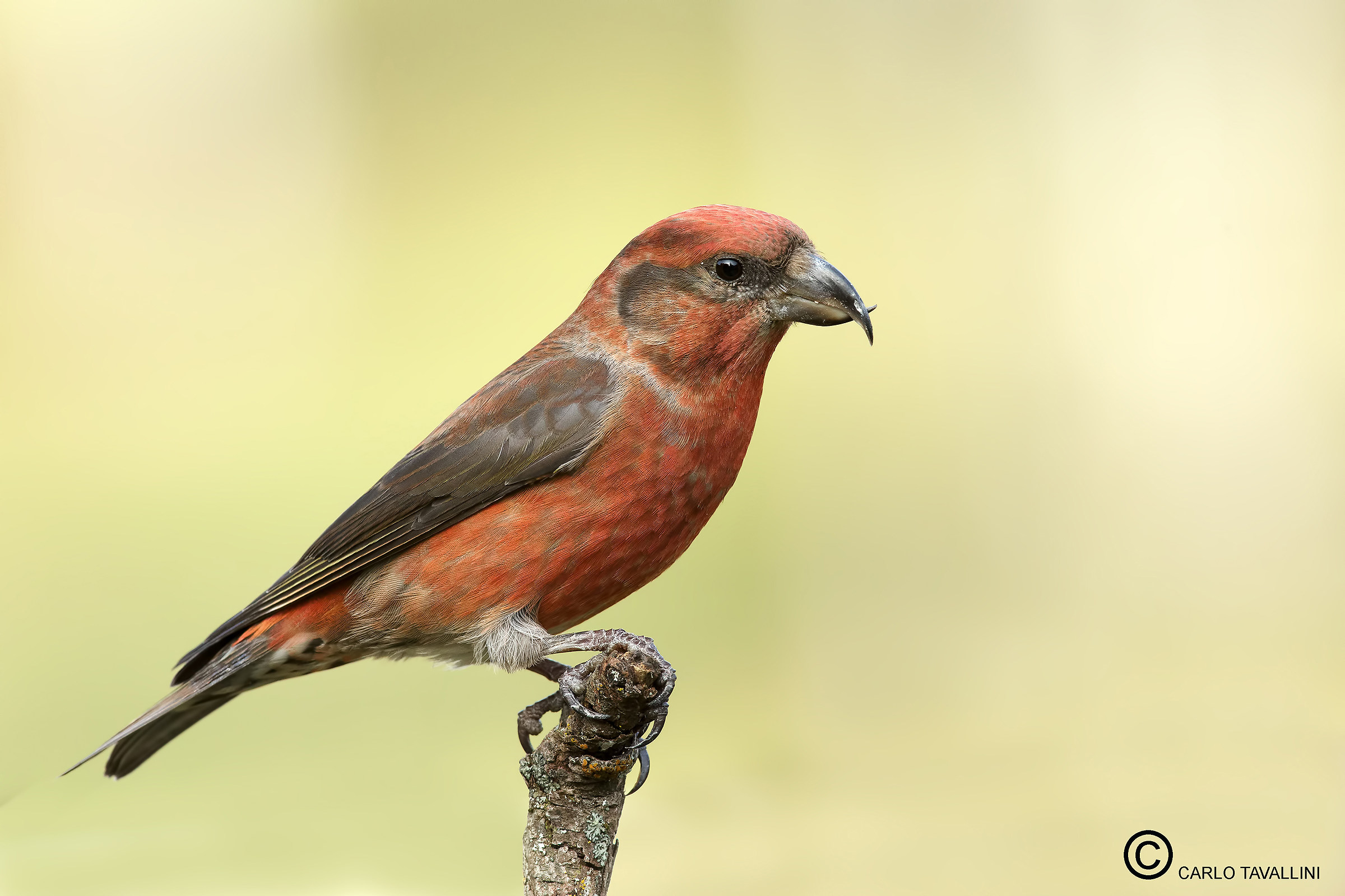 The coral of the woods