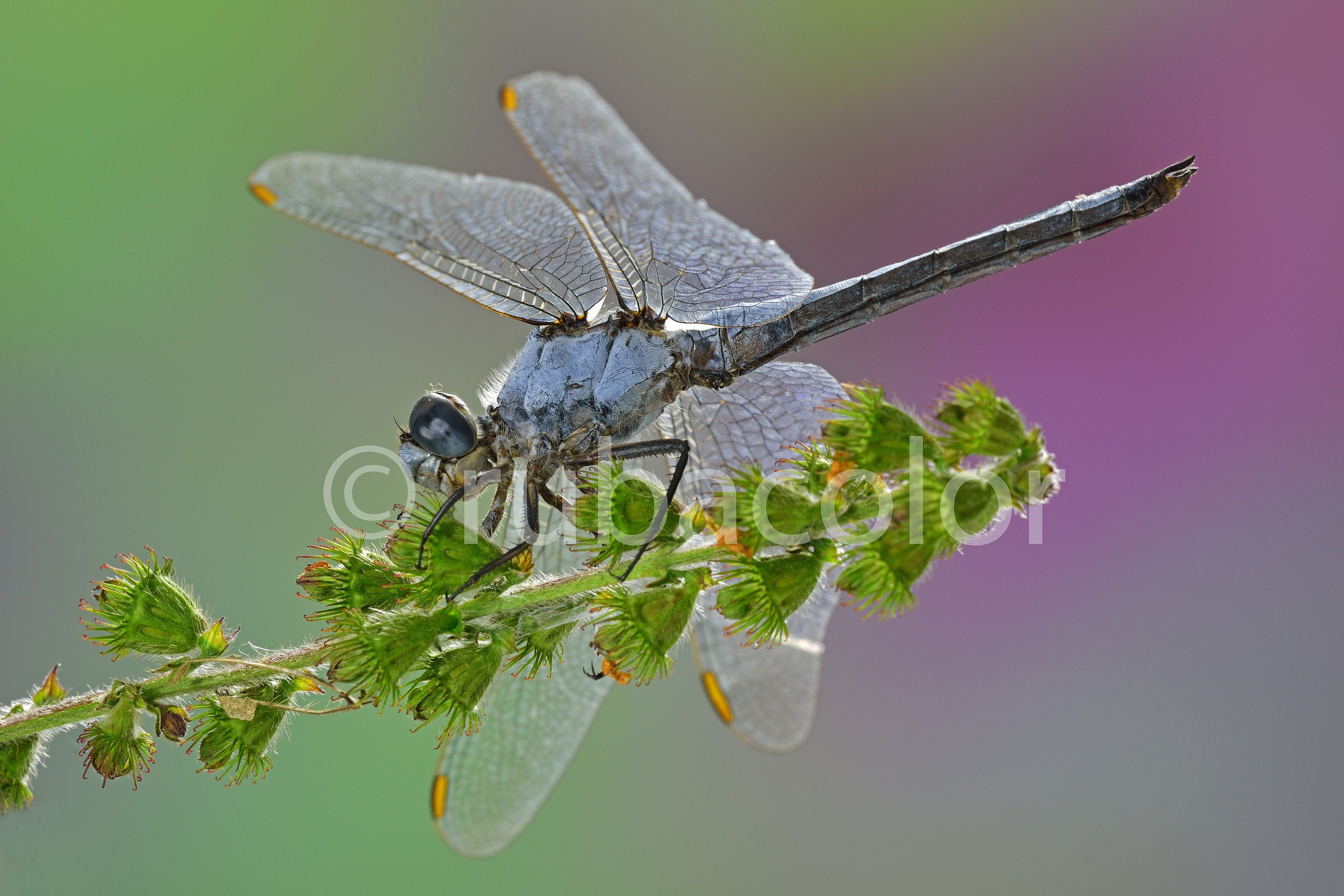 Il paradiso delle libellule