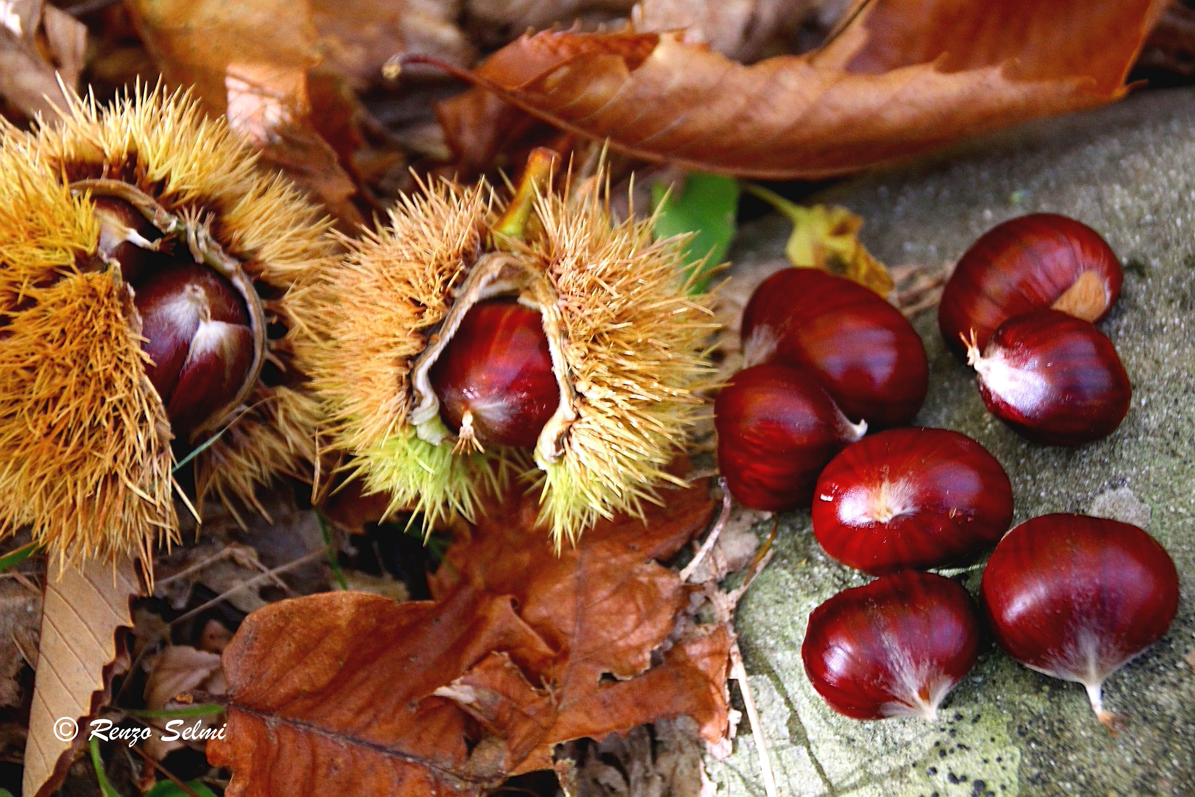 chestnuts