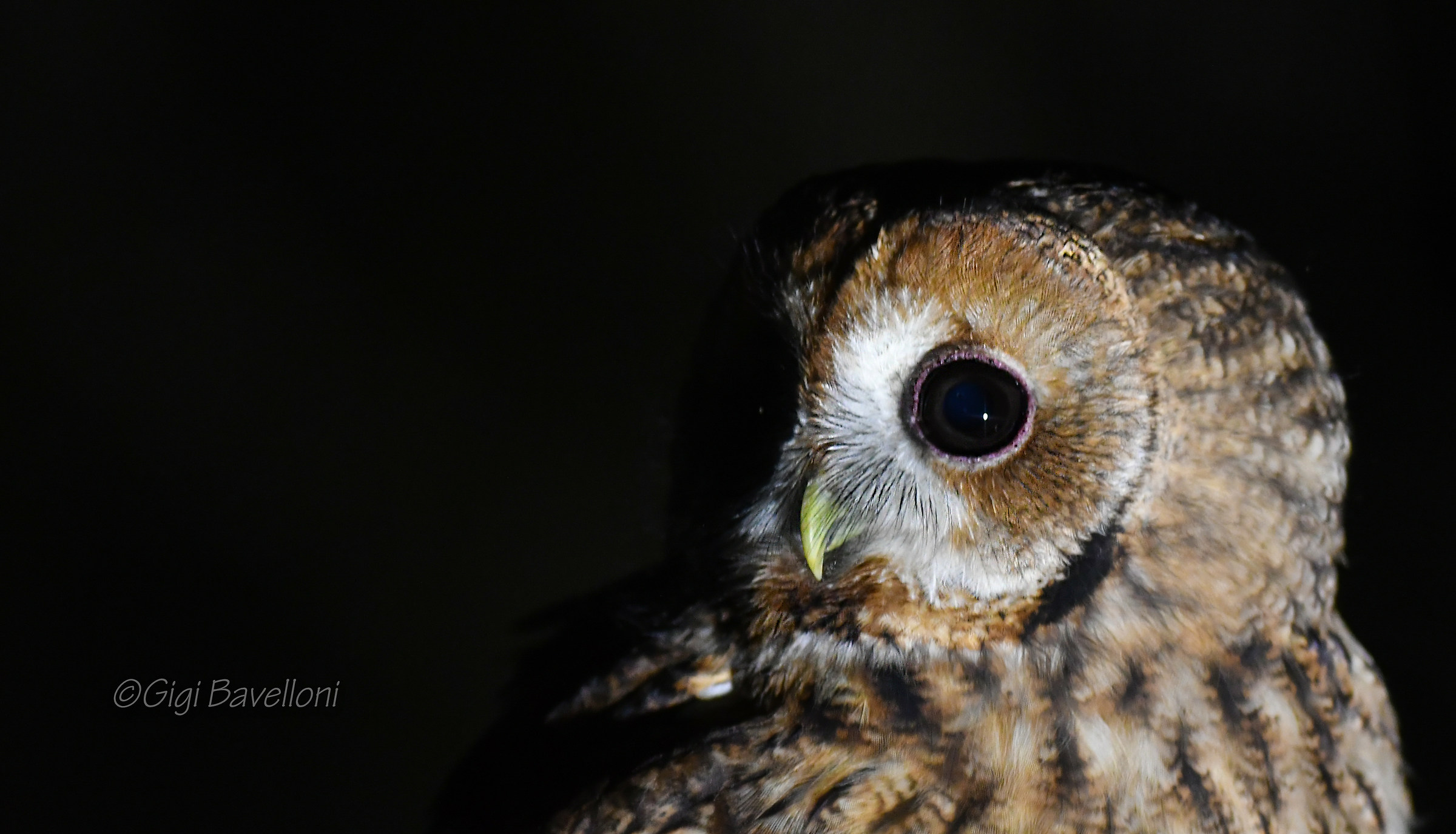 tawny owl