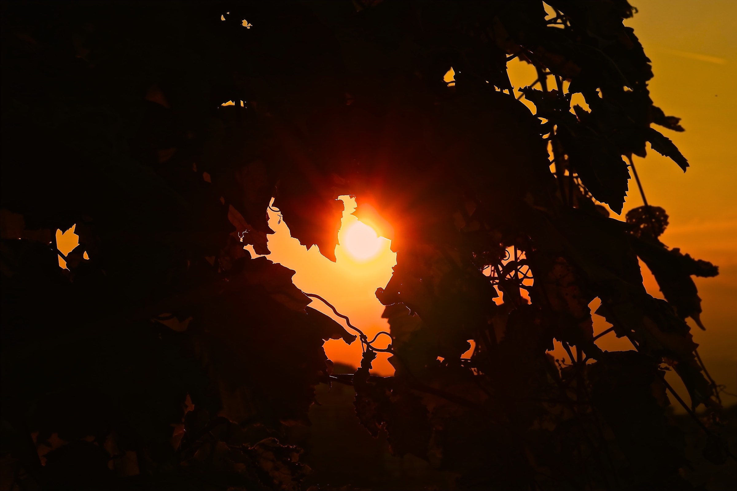 Photo Free Through The Leaves