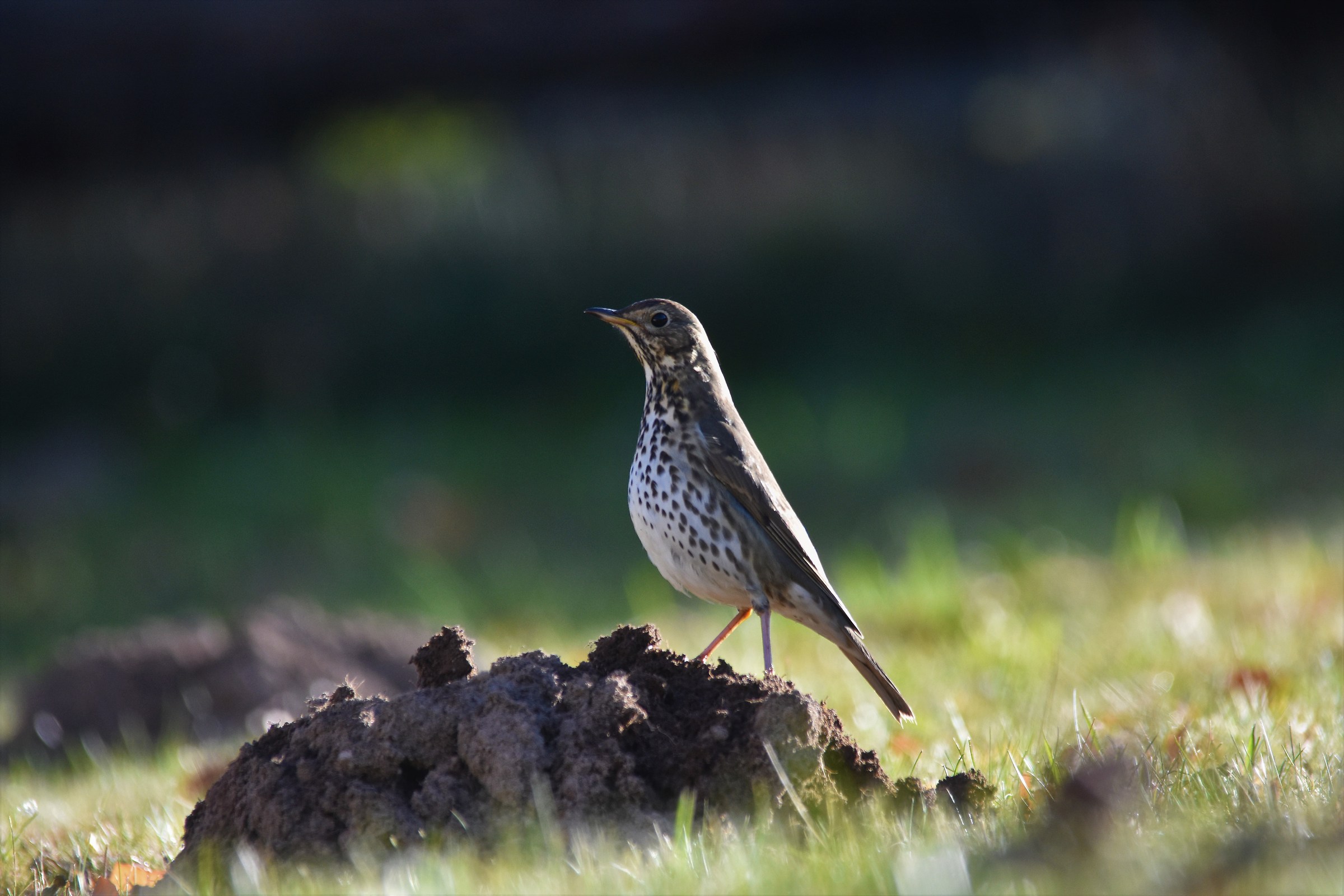 Thrush