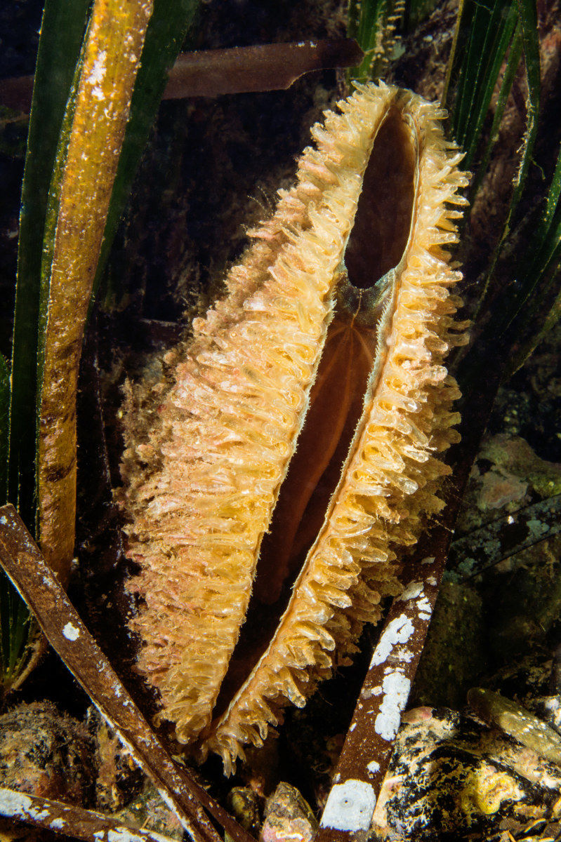 pinna nobilis