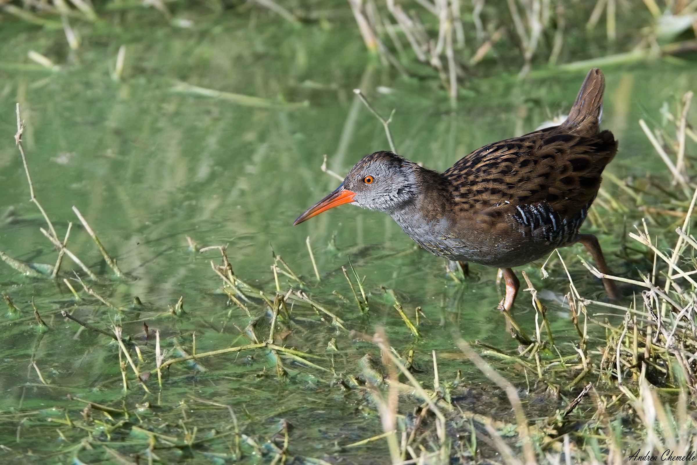 Porciglione (Rallus aquaticus)