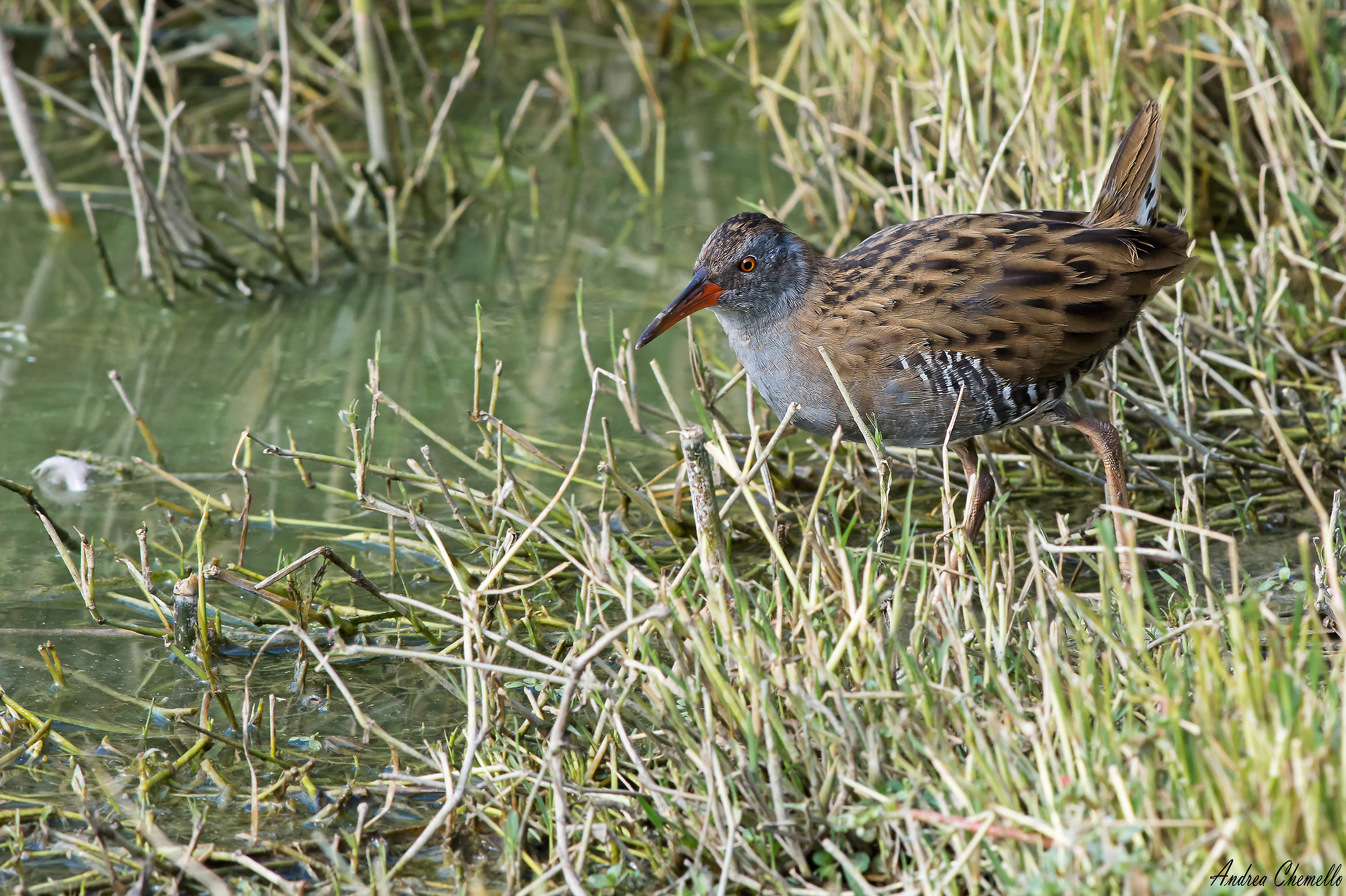 Rhododendron (Rallus aquaticus) 1