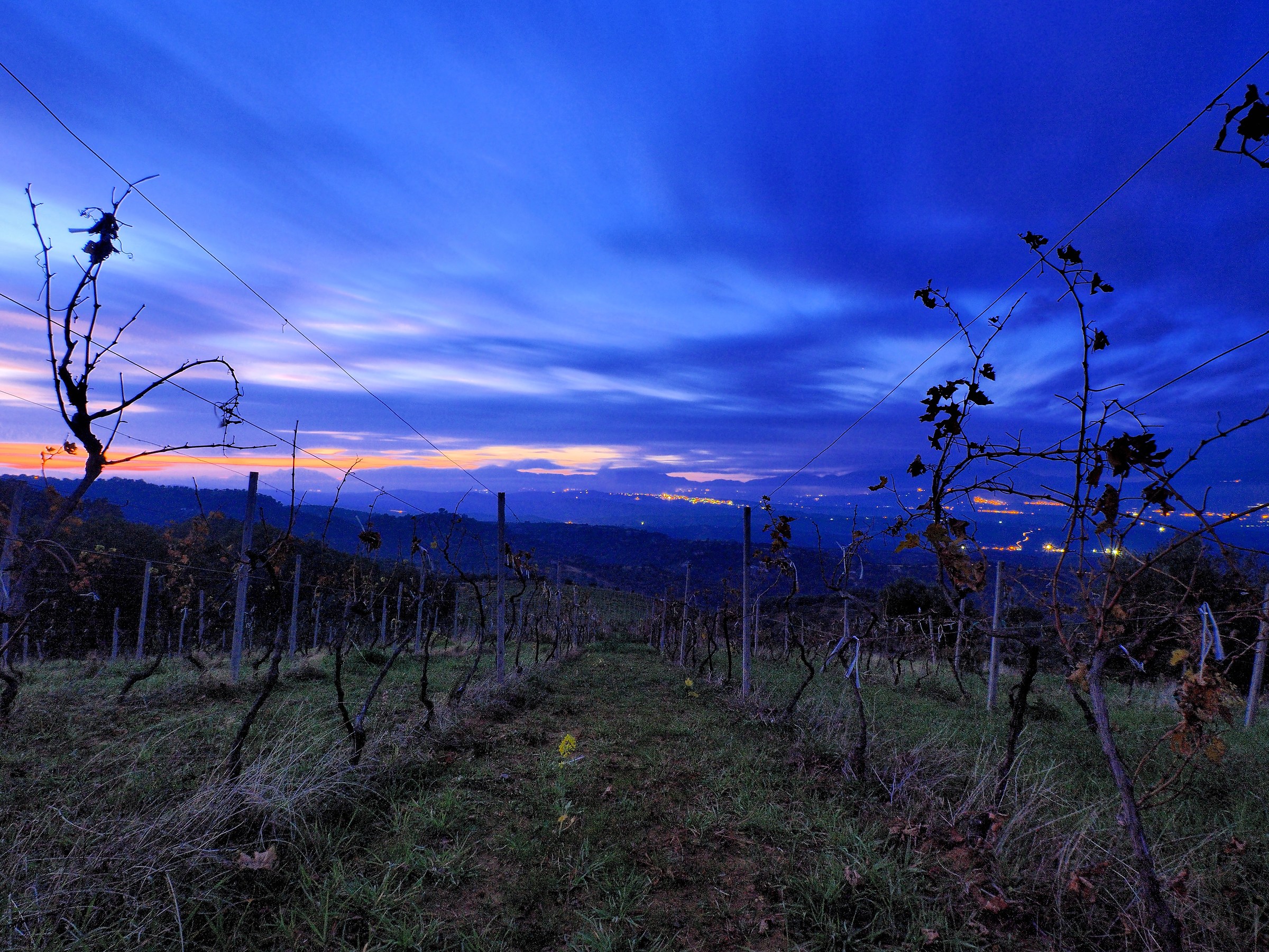 La vigna in novembre...