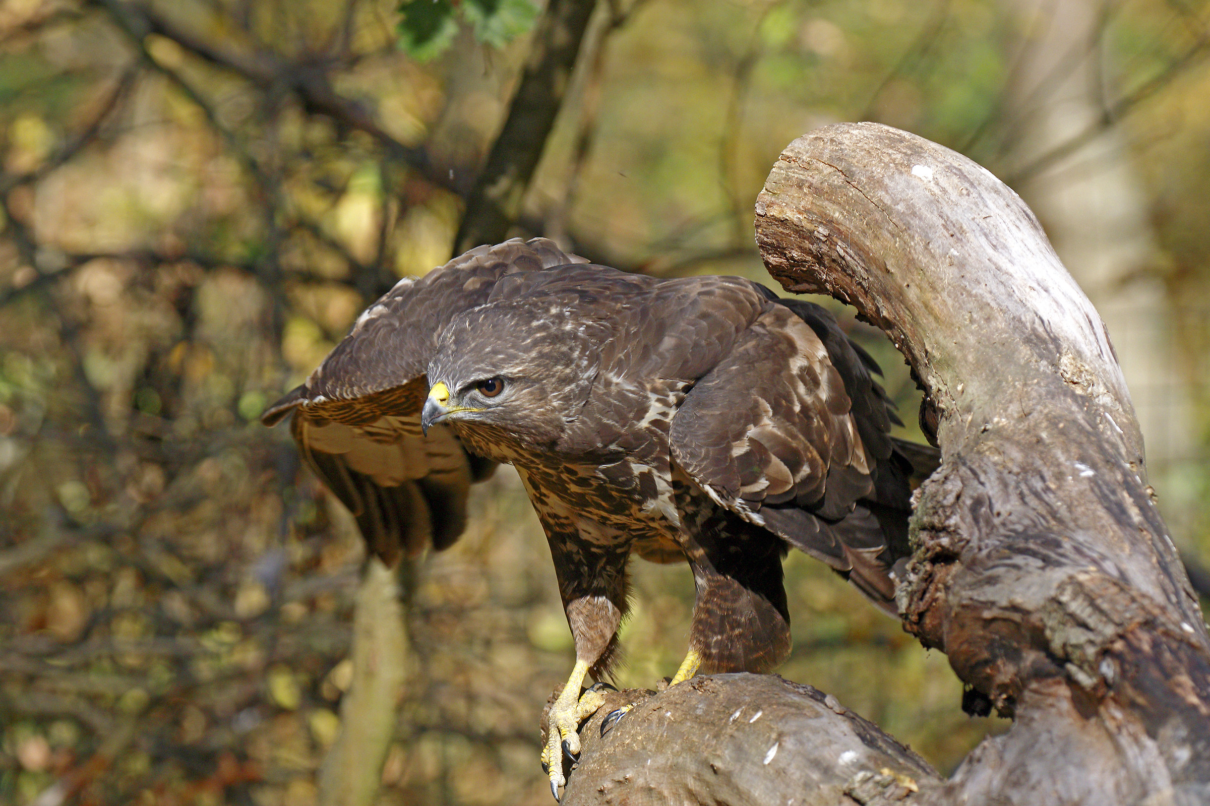 poiana in bosco di pianura
