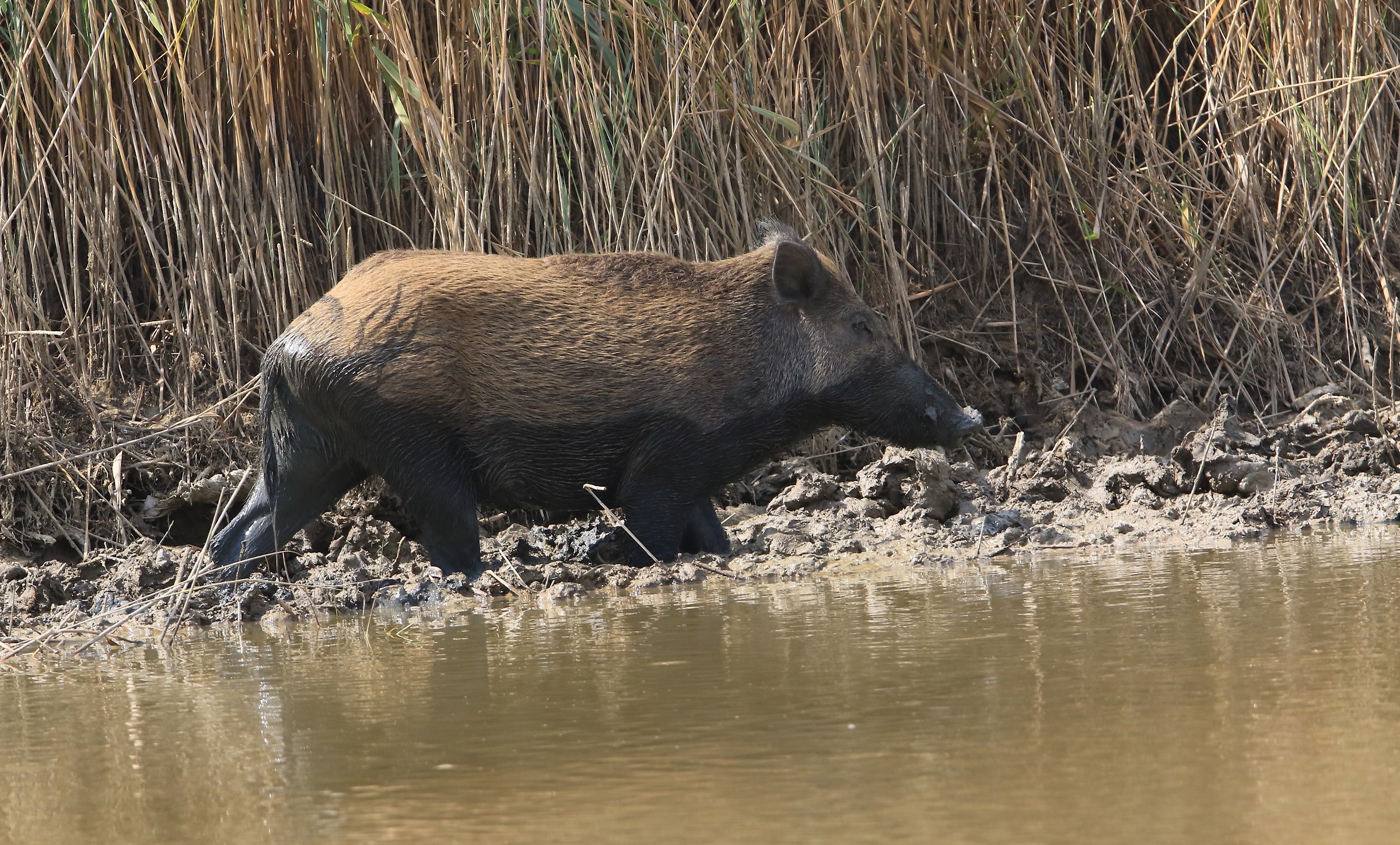 female boar swamp of the puncture