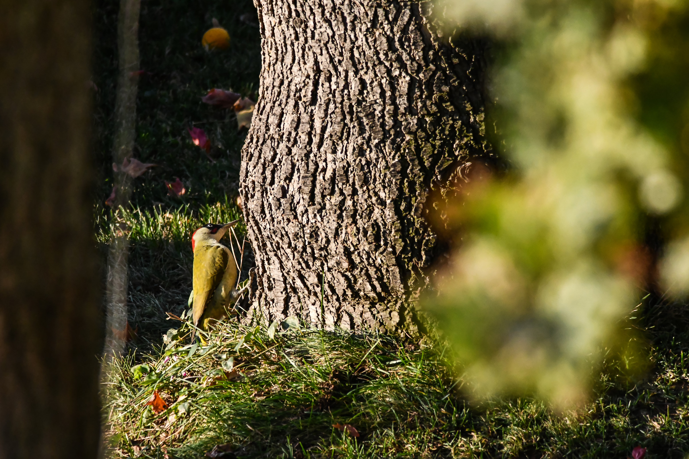 Green woodpecker