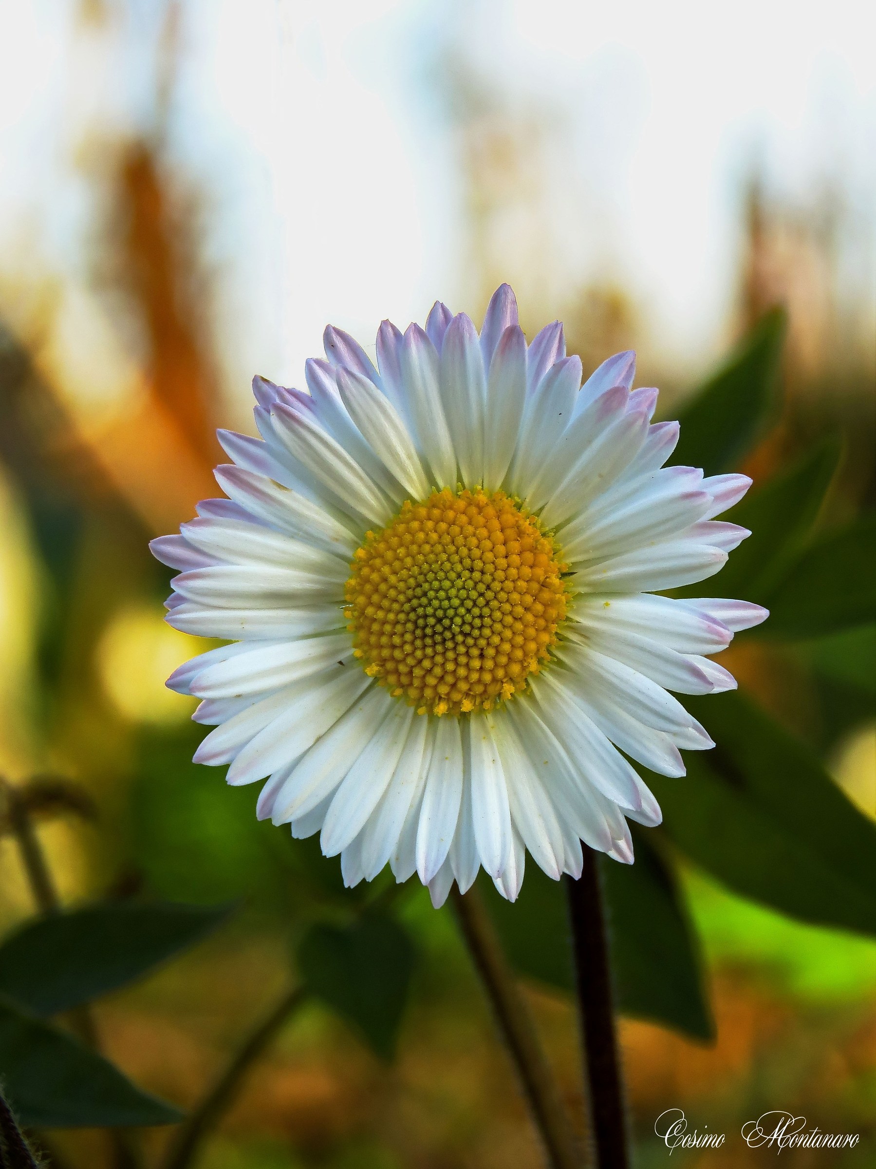Bellis perennis L.