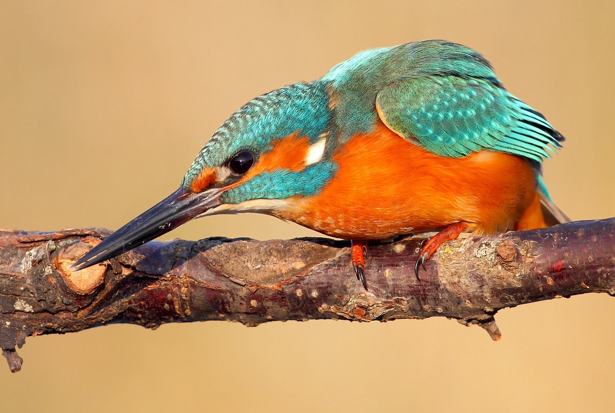Kingfisher