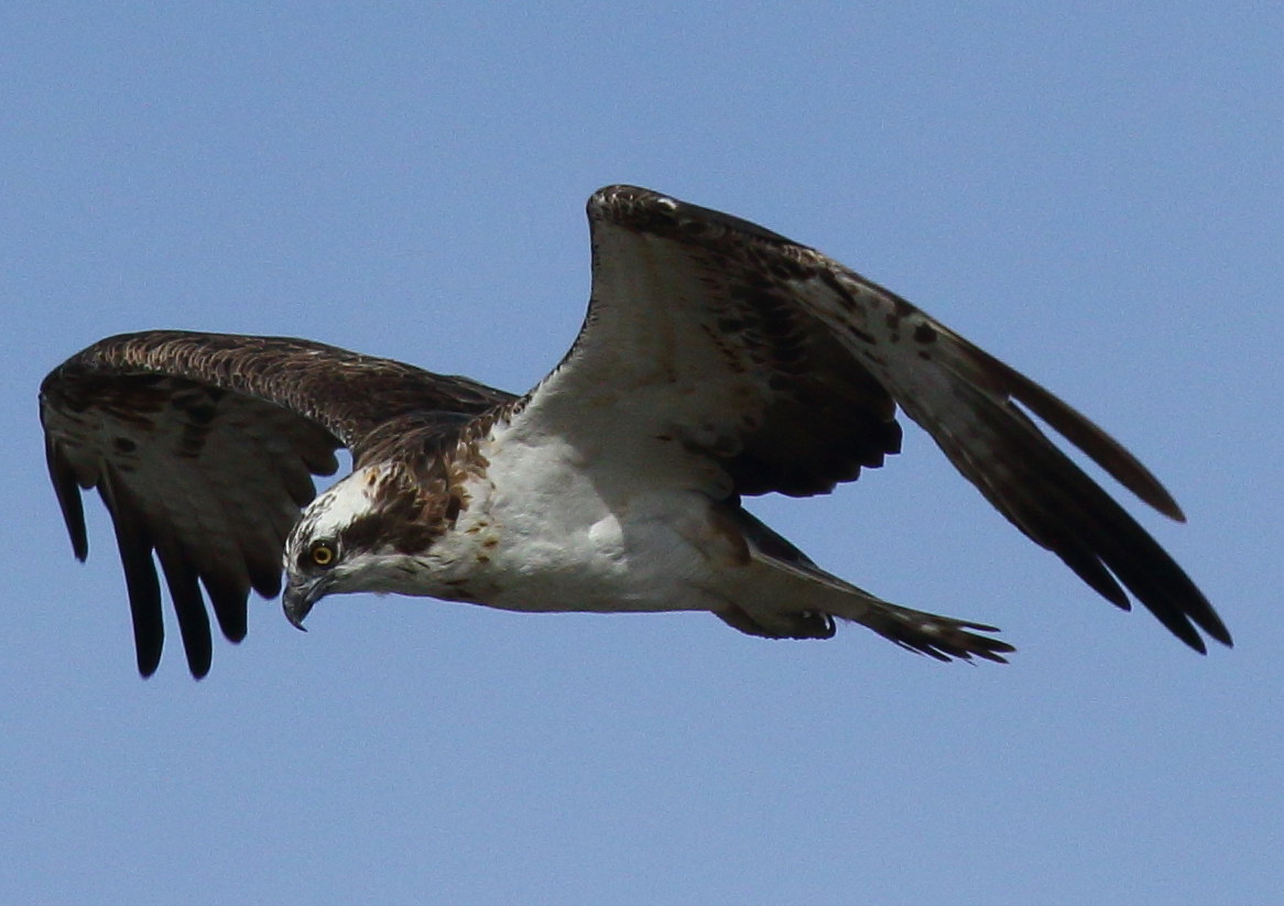 Osprey
