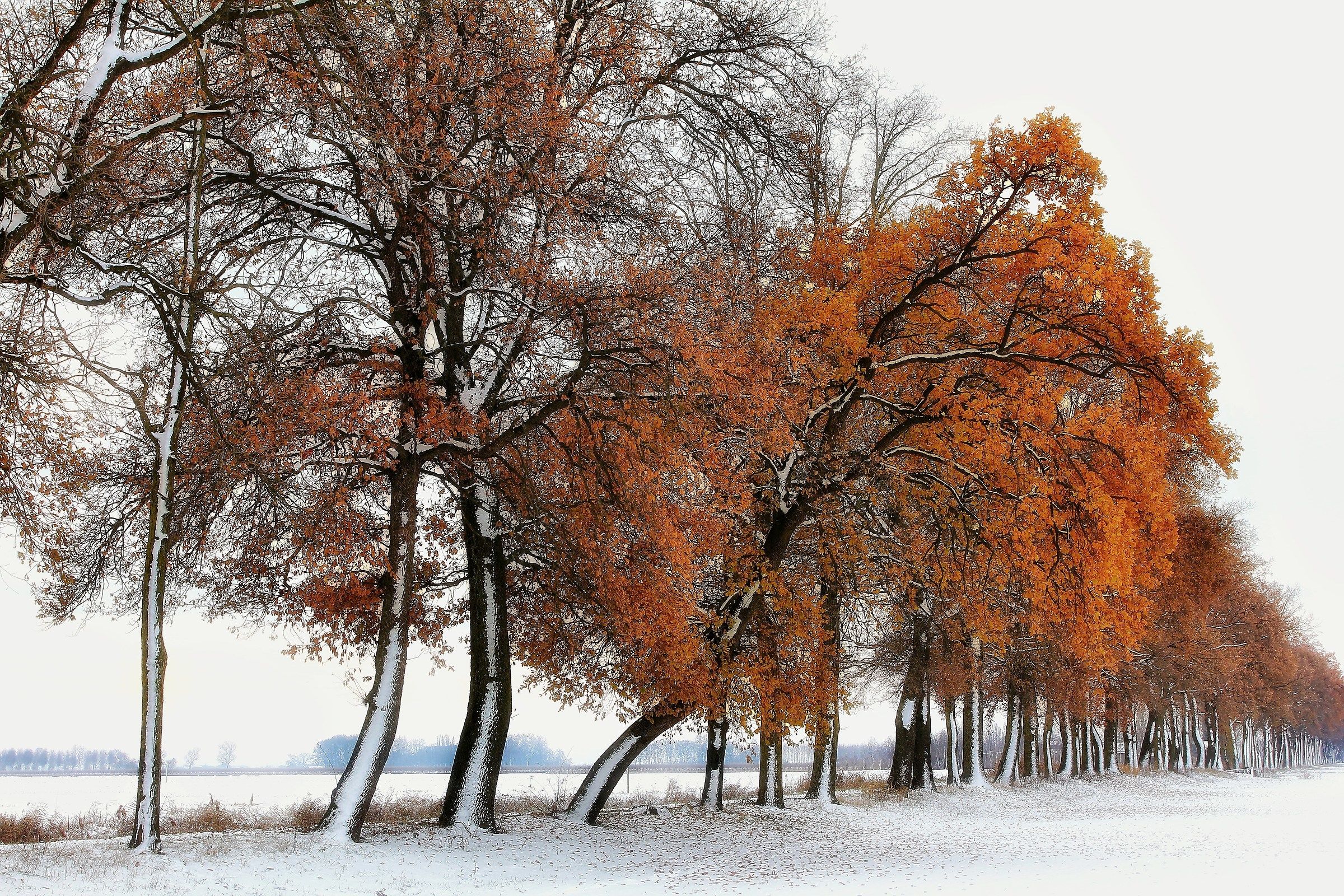 Autumn and winter ... Winter.