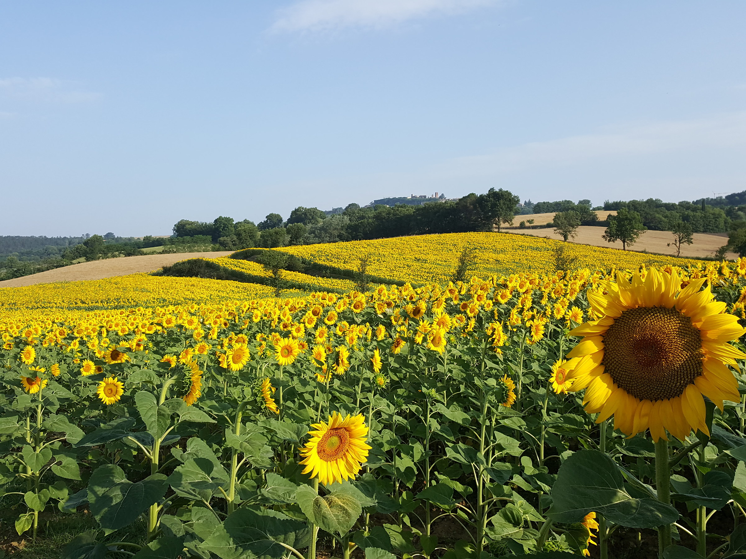 sunflowers field