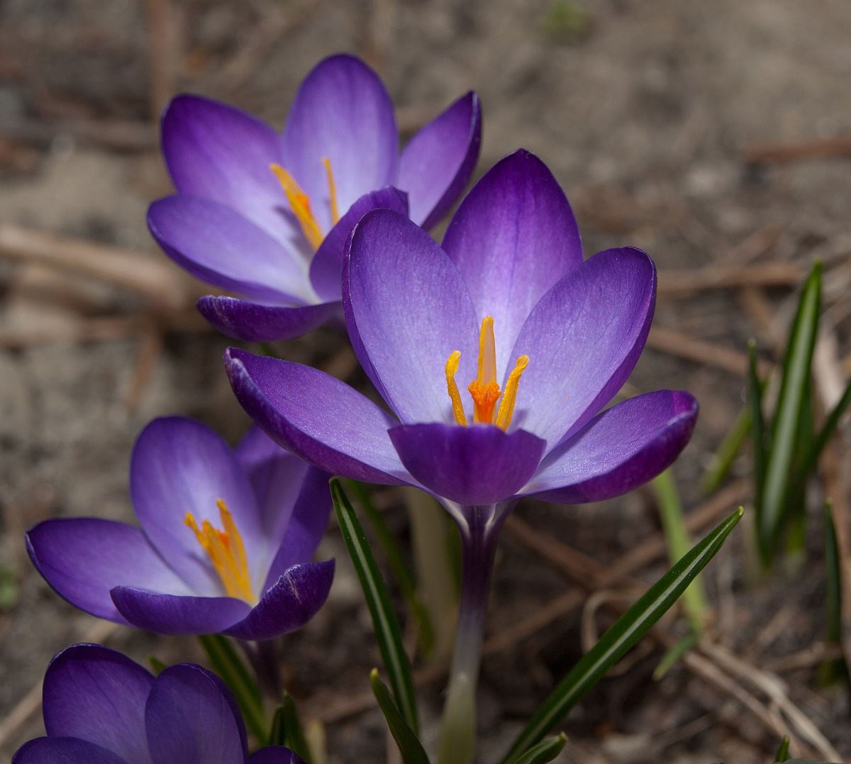 crocus
