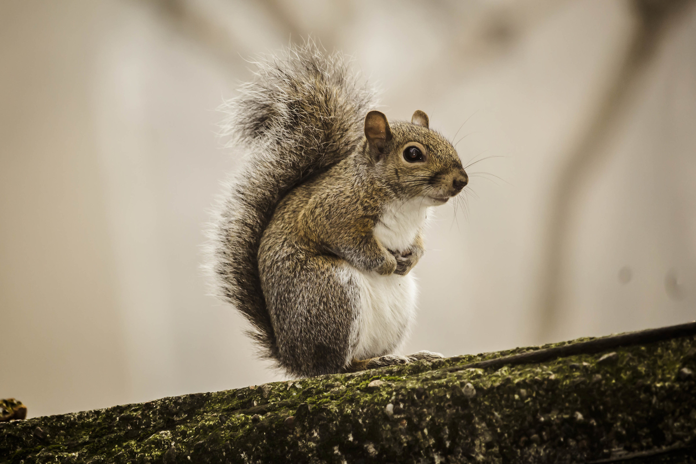 Urban Squirrel