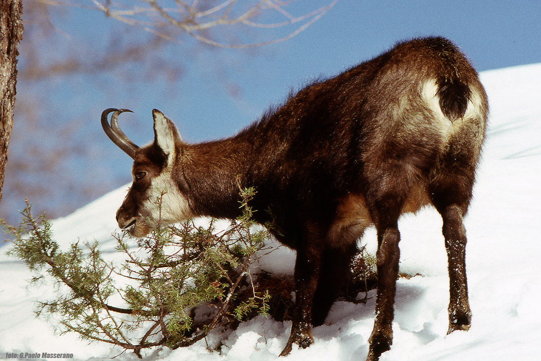 Swimsuit in winter dress in pngp