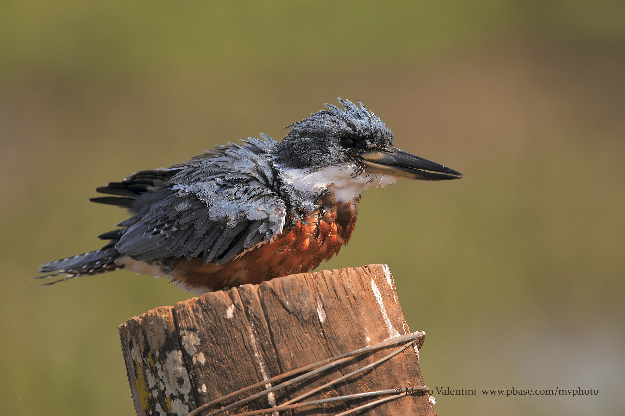 Close up to the Martino