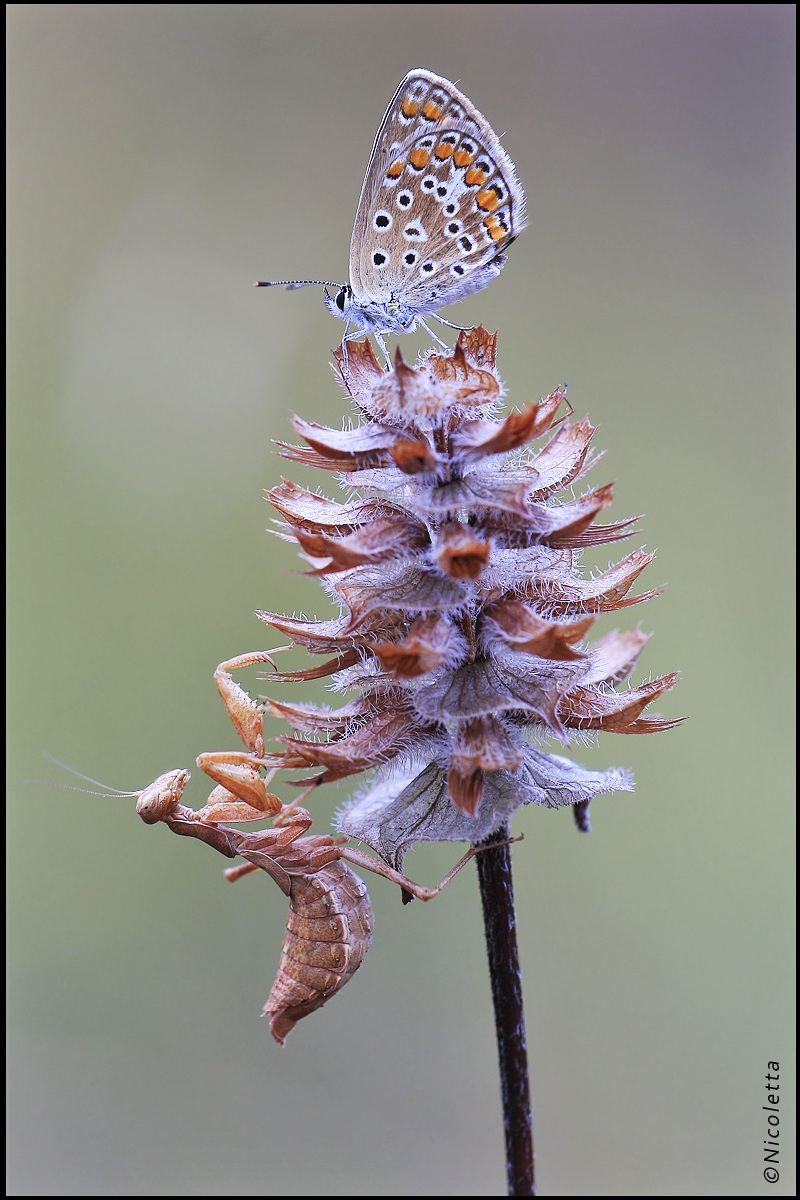 L' Agguato dell'Ameles Spallanzania