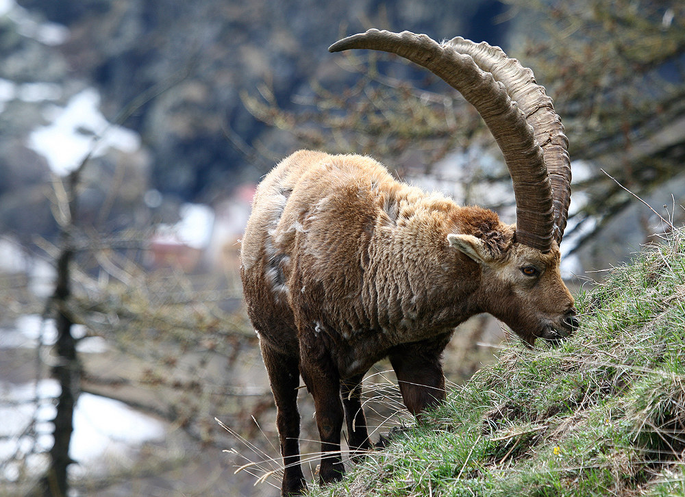 Ibex