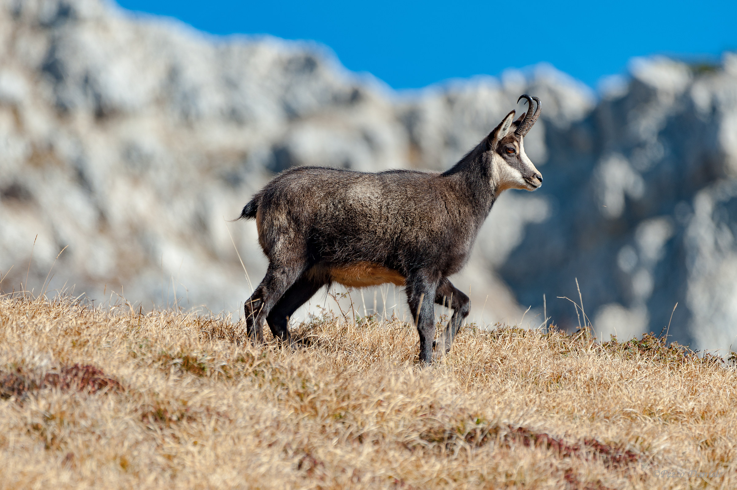Camoscio sul gruppo del Carega