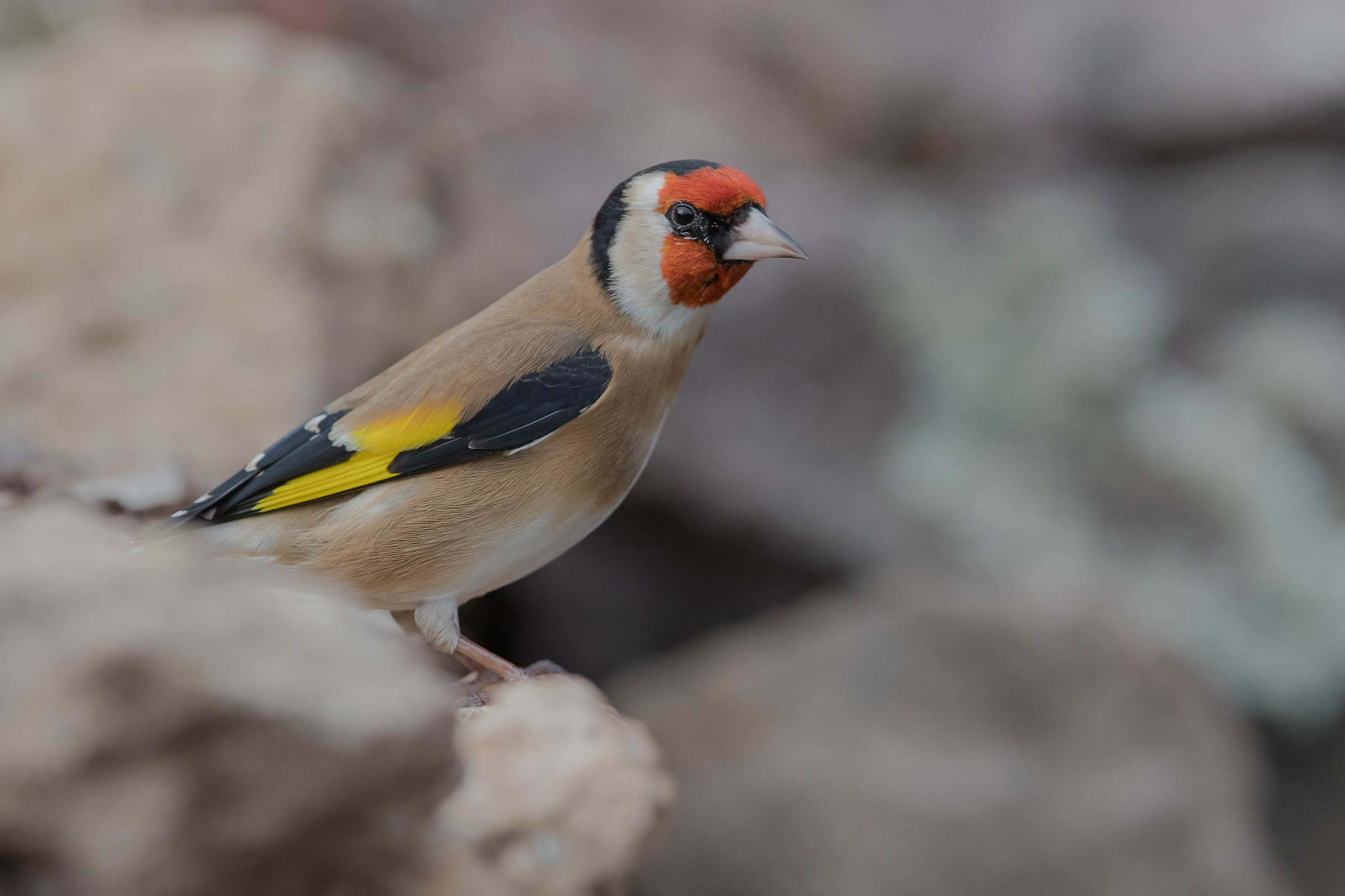 io intanto sbuco fra i sassi.