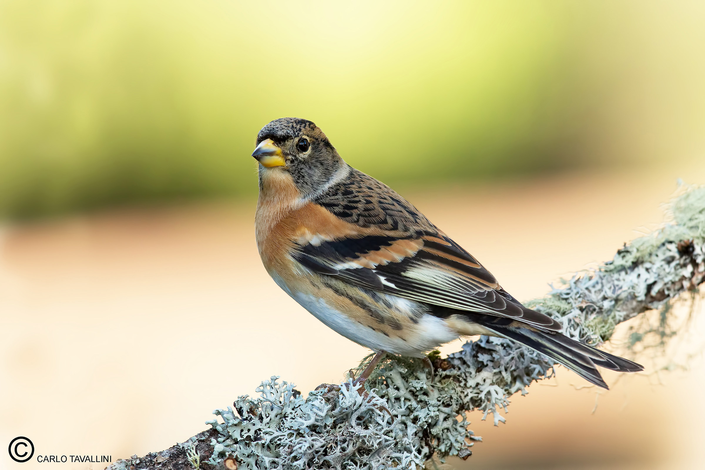 Brambling