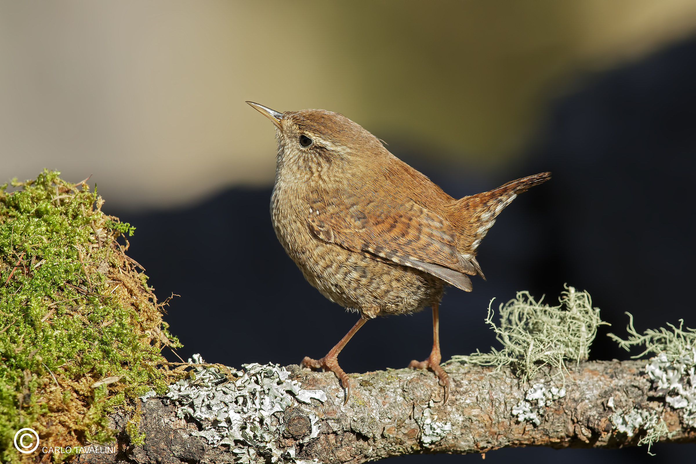 Wren