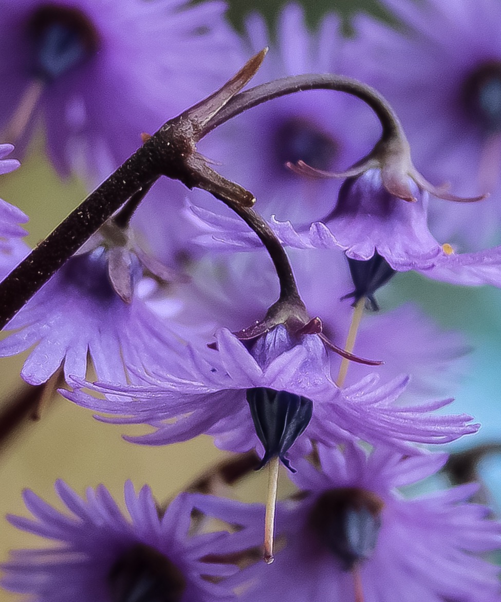 Delicatezza in lilla..