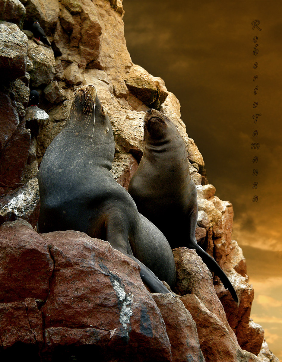 Islas Ballestas- Perù