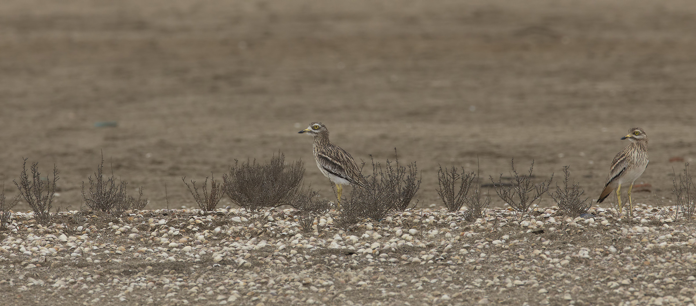 occhioni...lontano...saranno maschio e femmina??...boh