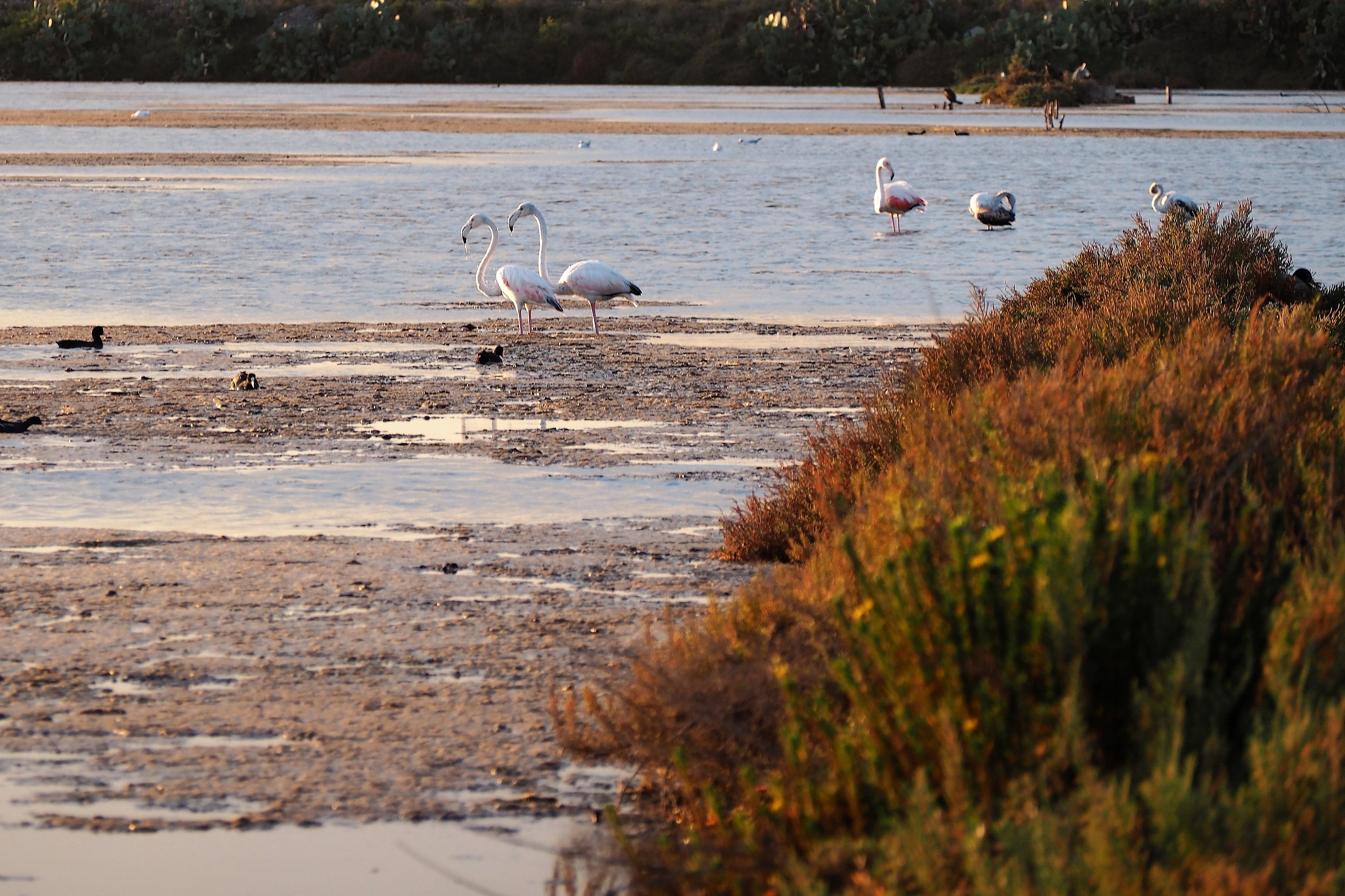 Oasis WWF Augusta (sr)