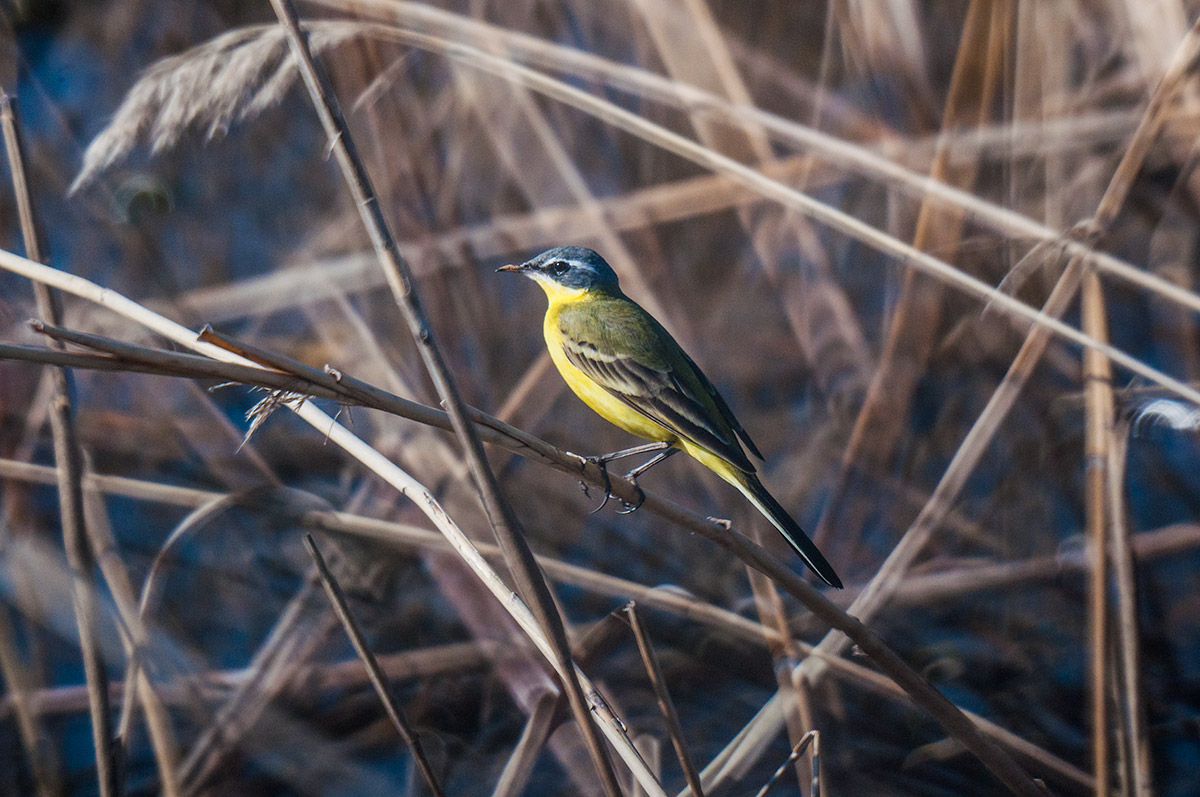 Yellow Wagtail