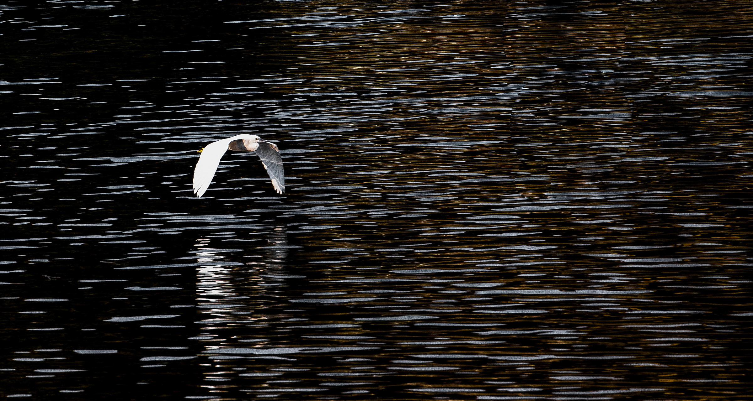 garzetta..............