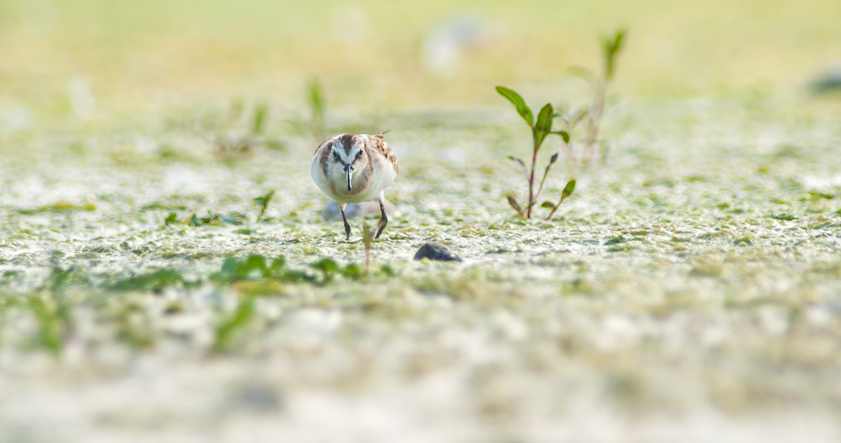 Straight into the eyes