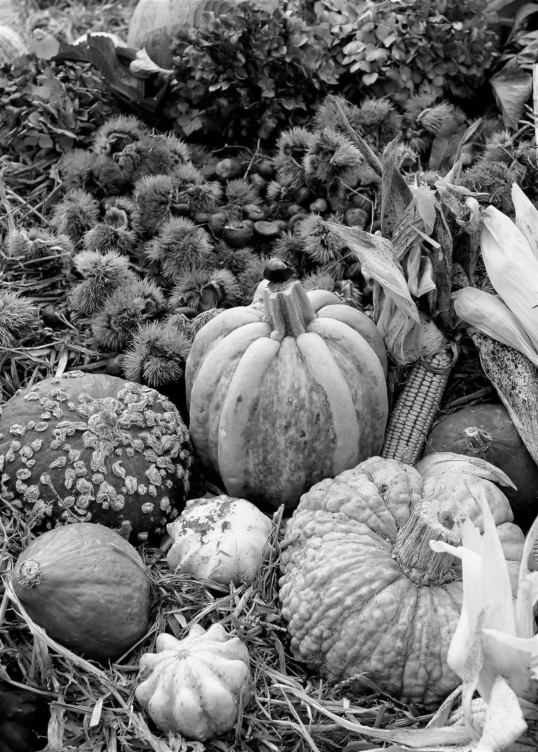 Autumn signs in B / N