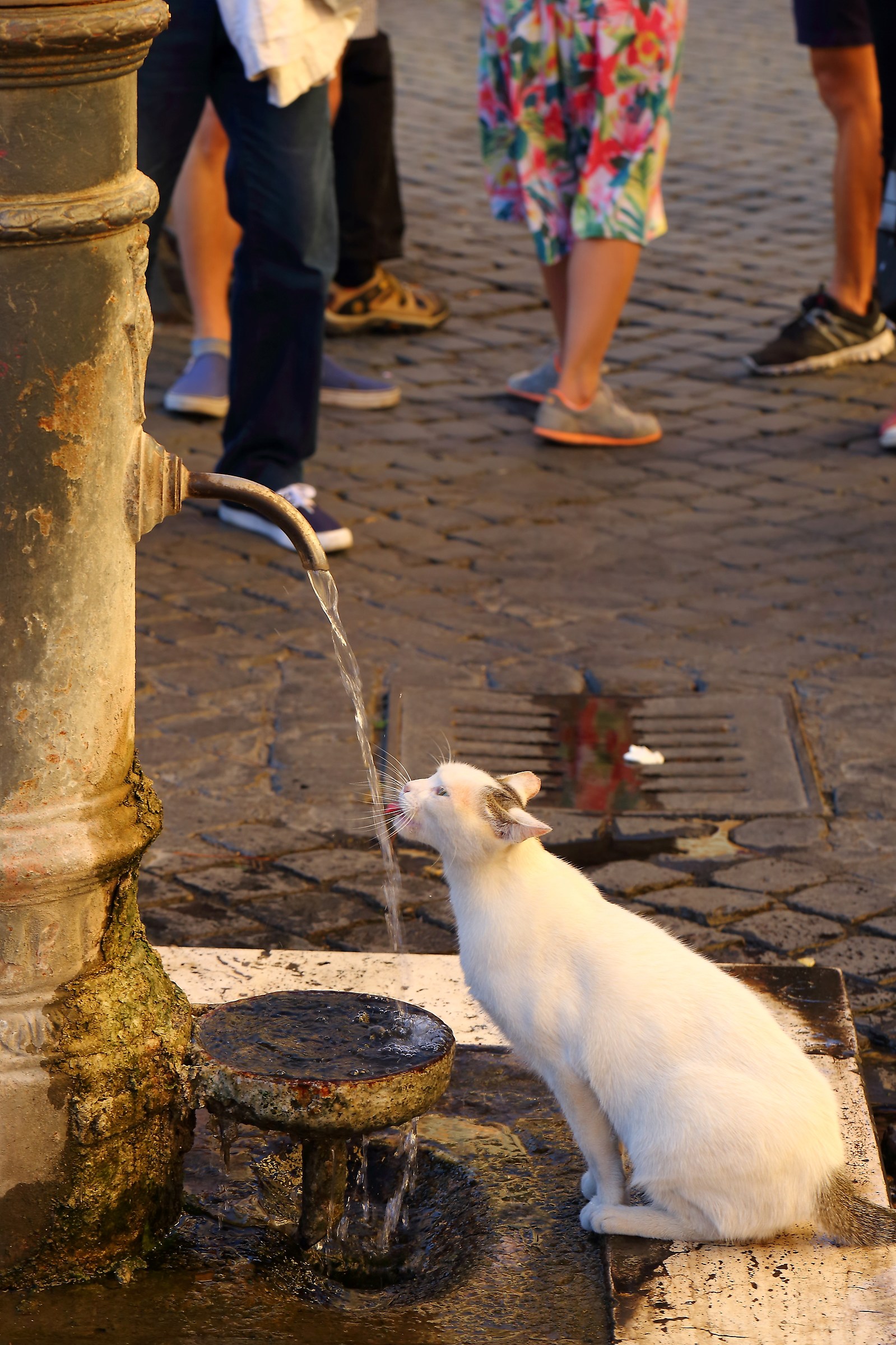 L'acqua der Sor Nasone è la mejo che c'&egrav...