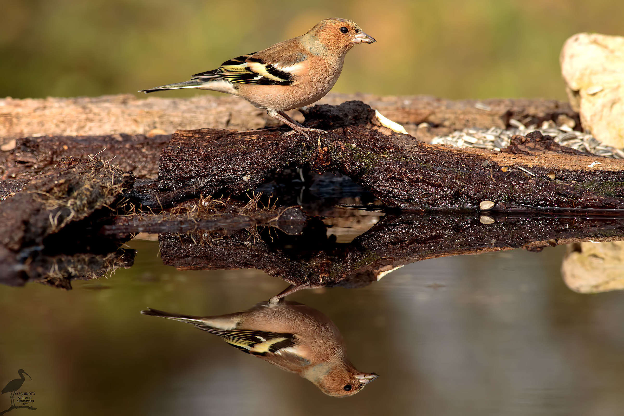 Il doppio Fringuello