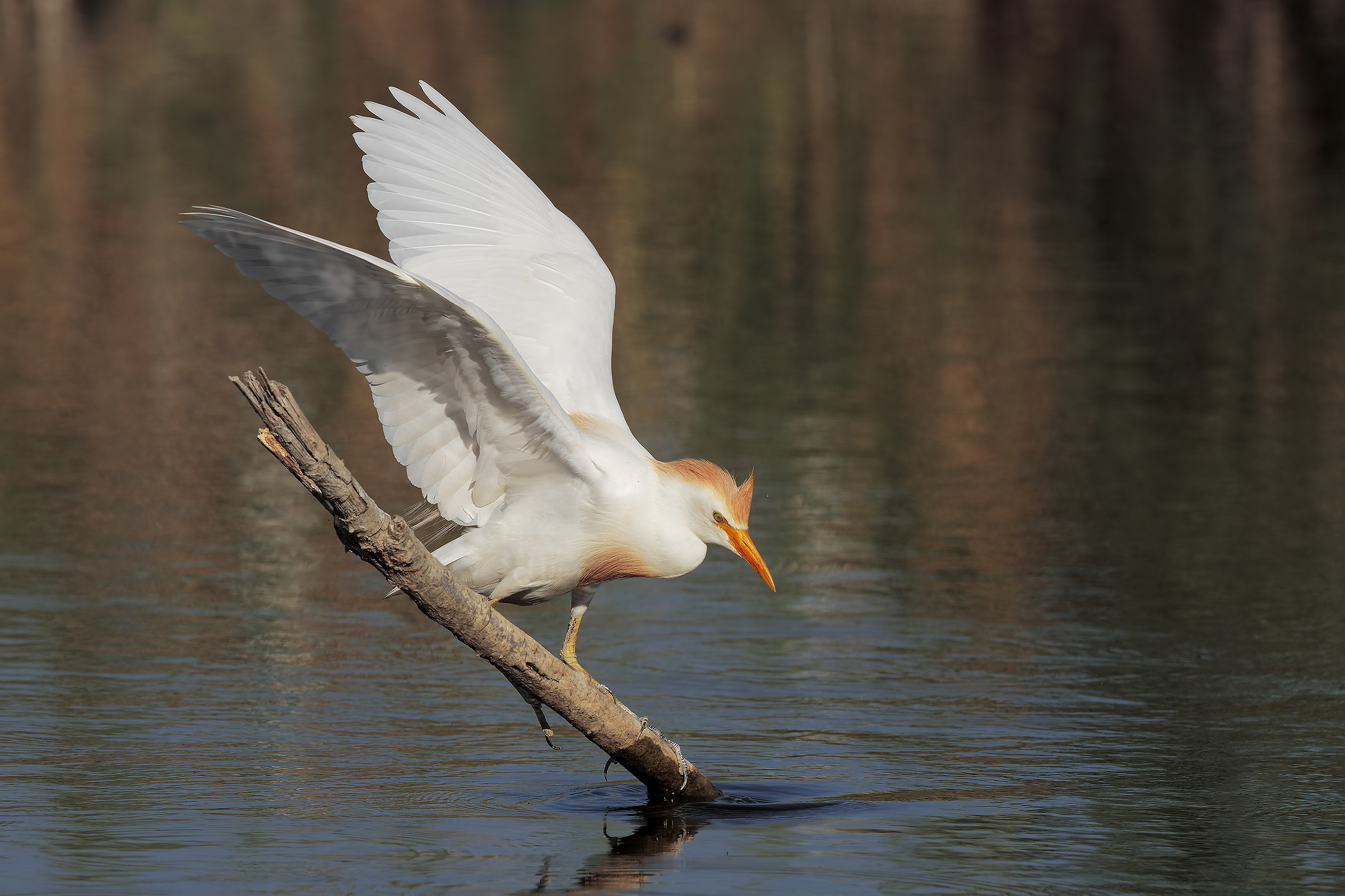 guardabuoi al bagno....
