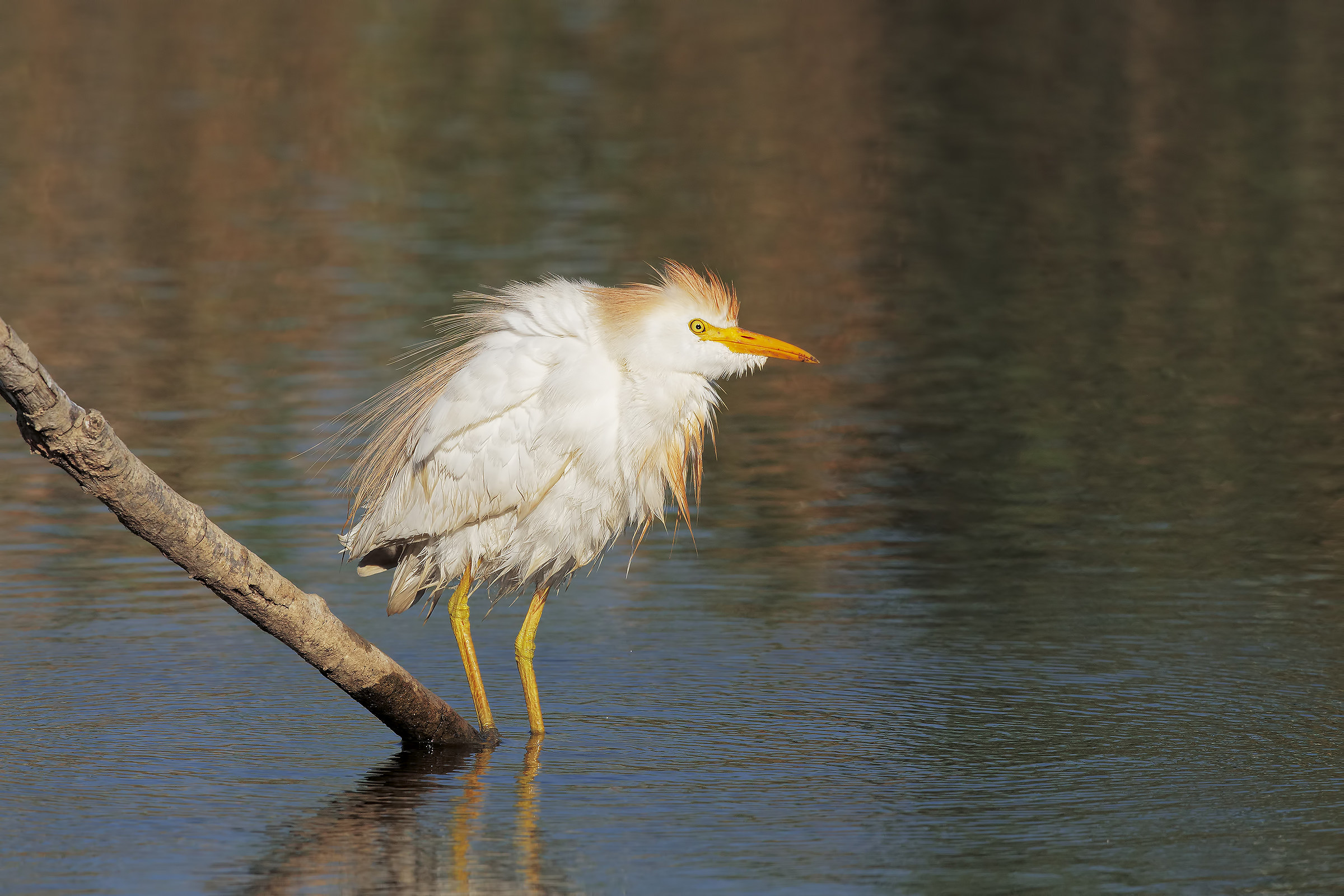 guardabuoi al bagno....6