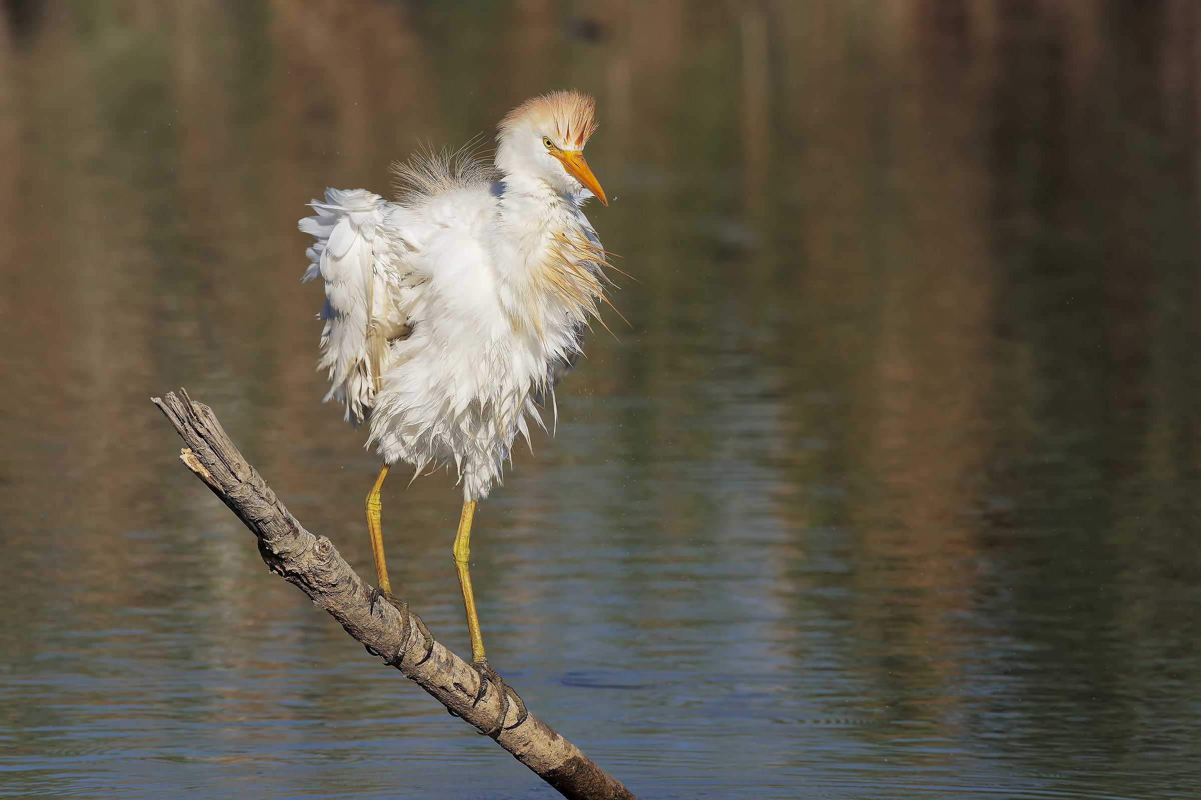 guardabuoi al bagno....8