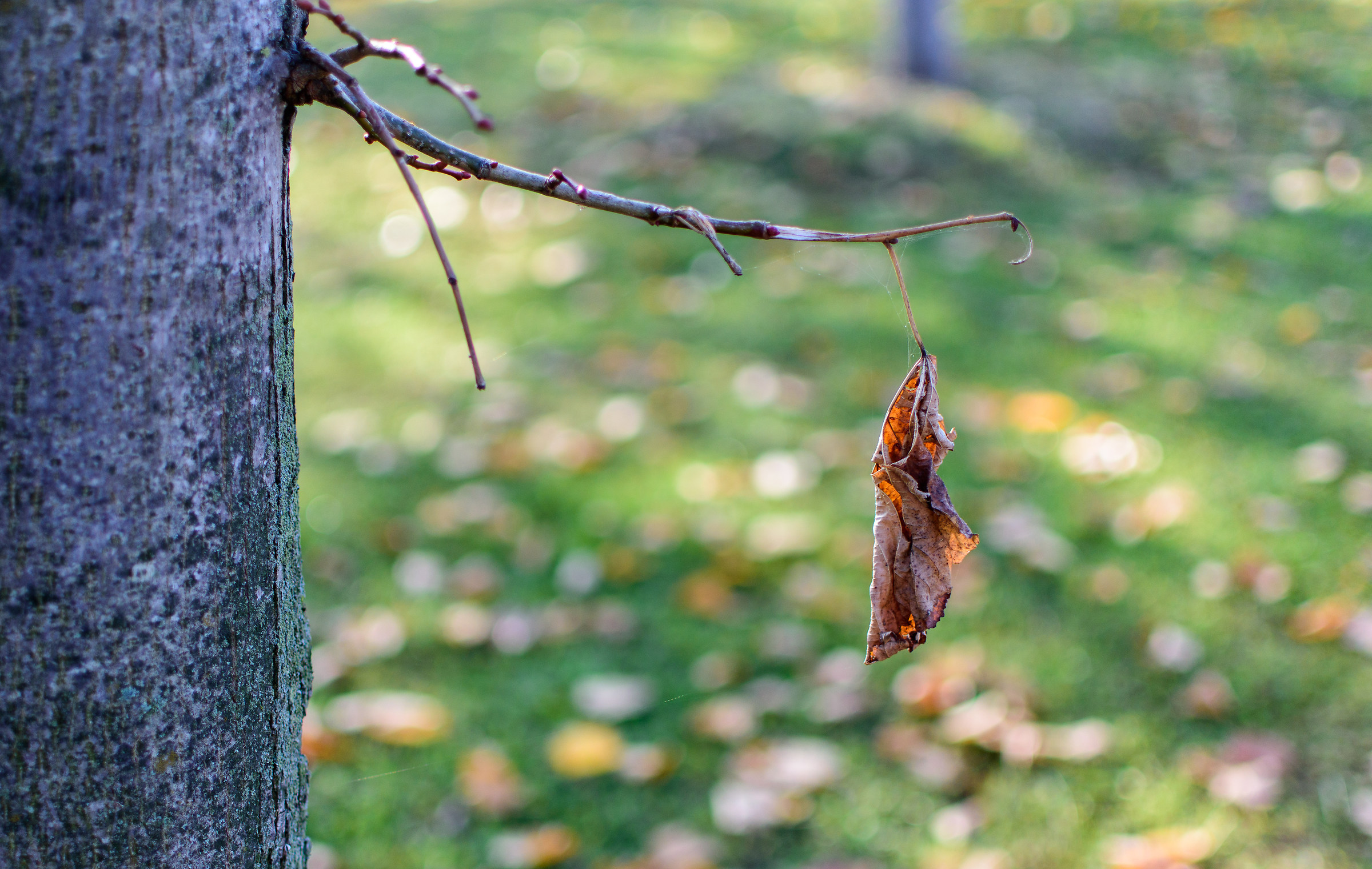 ultima foglia d'autunno