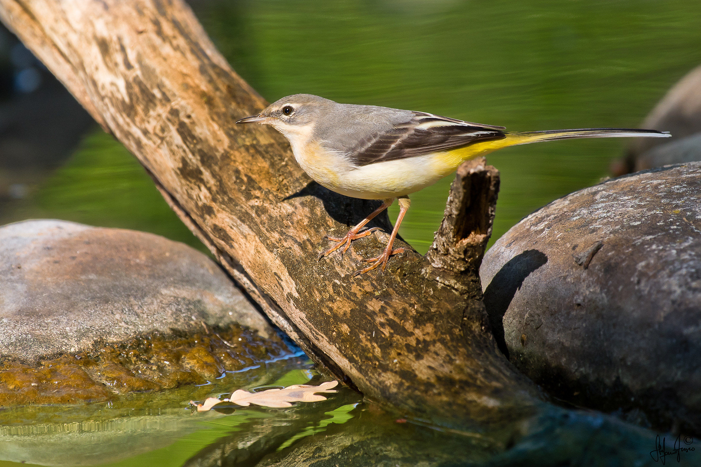 Ballerina gialla-8971