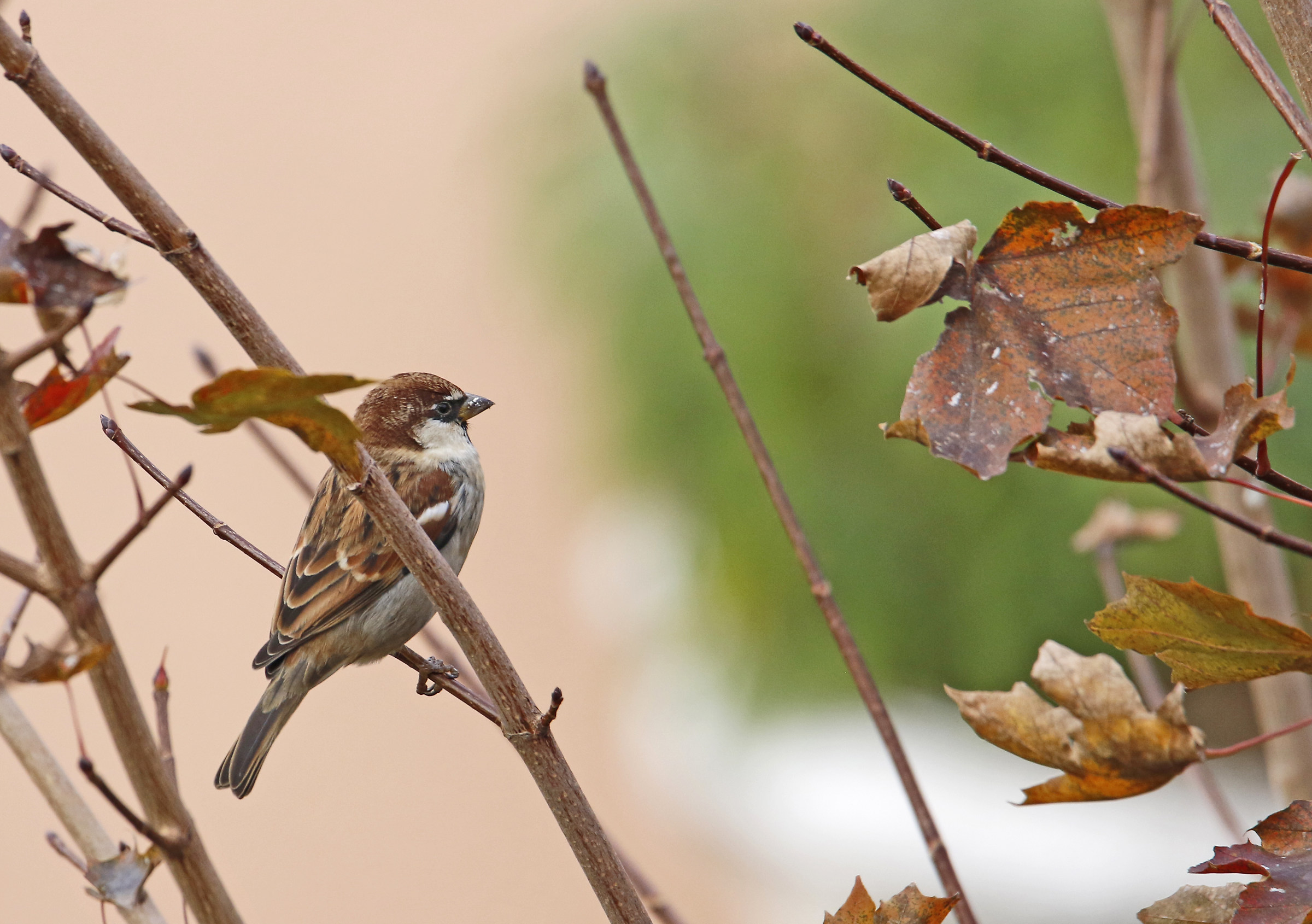 Autumnal sparrow
