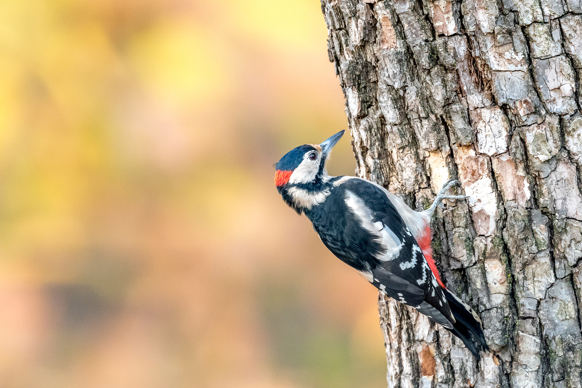 Male Red Red Woodpecker