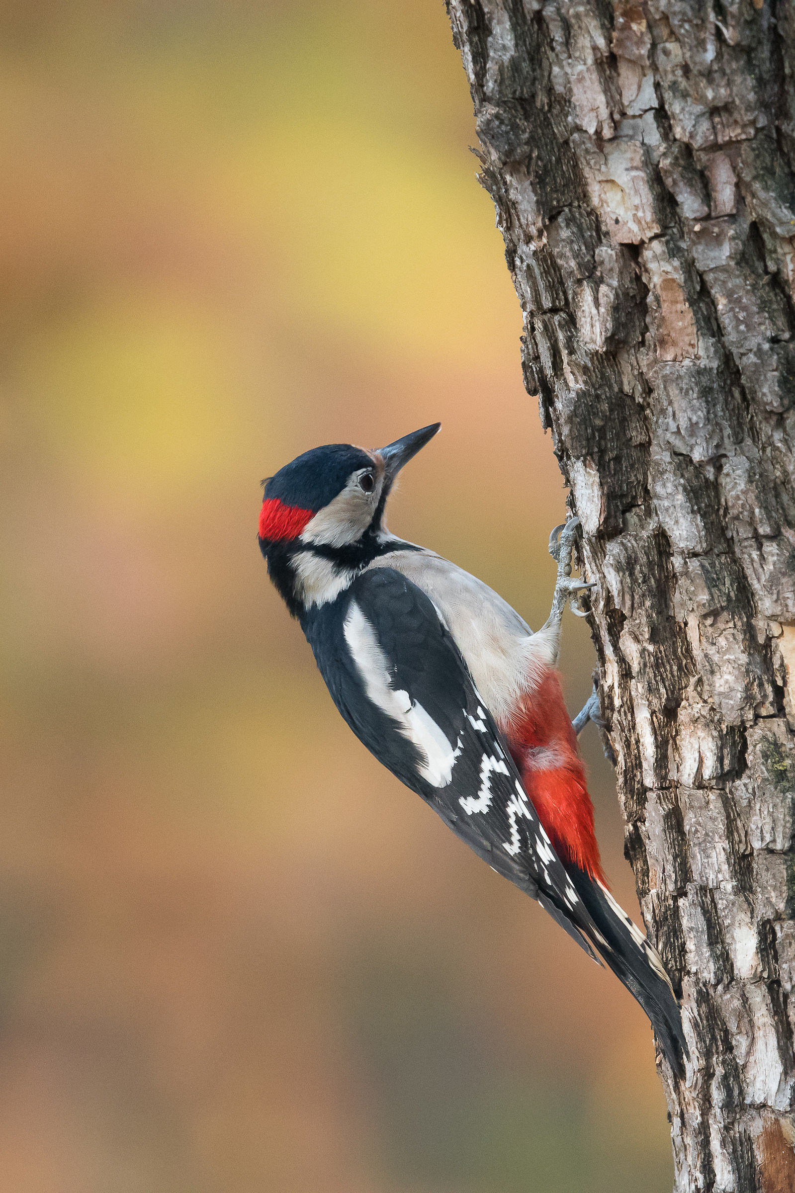 Big Red Red Woodpecker 2