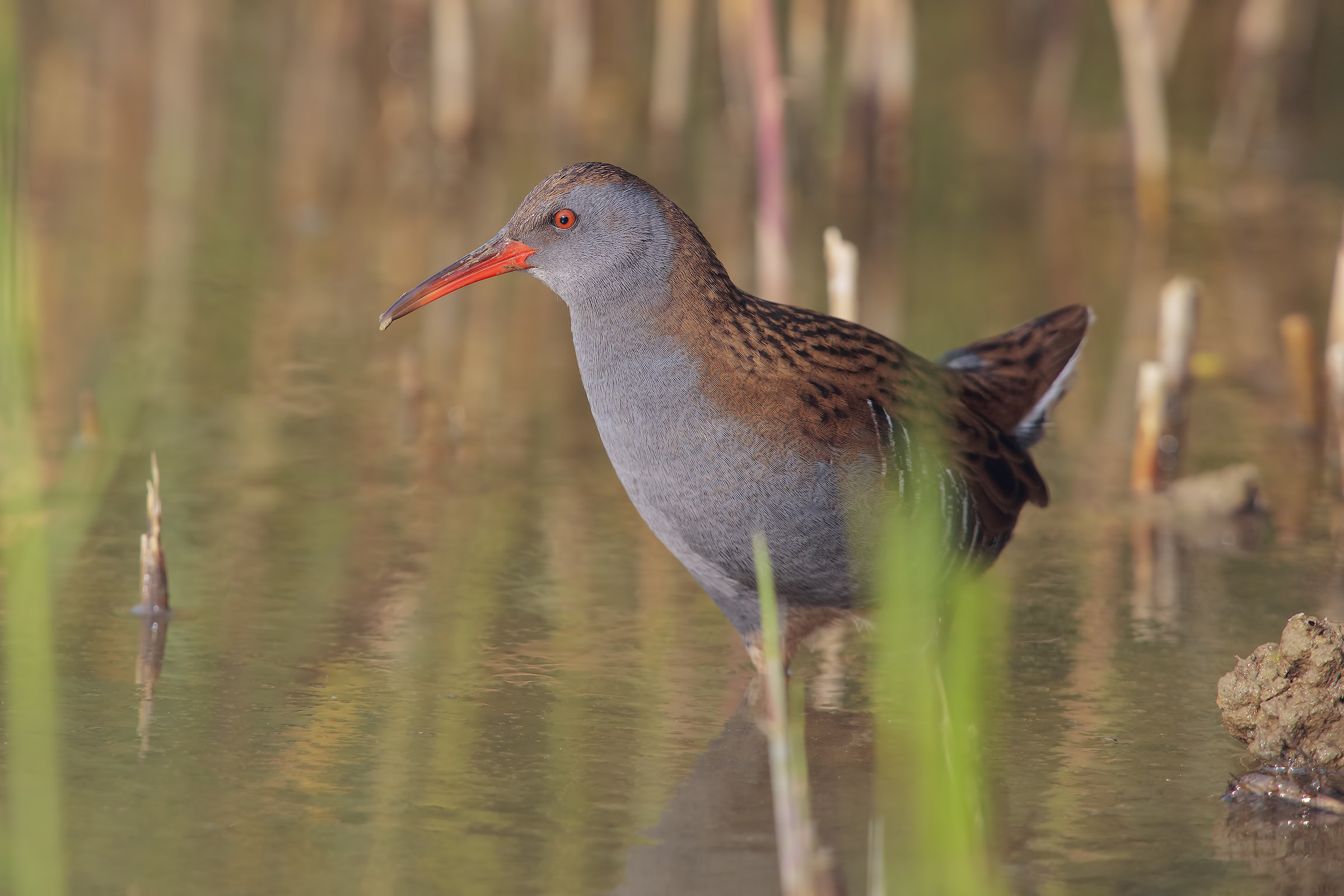 Porciglione a passeggio